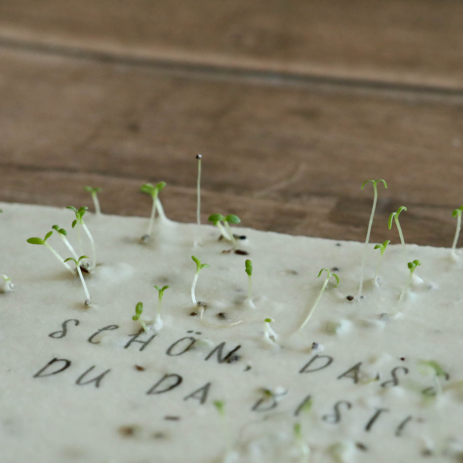 heylittlegreen Gastgeschenk mit Schriftzug "Schön, dass du da bist" keimend, Papier wächst, Gastgeschenk für Hochzeit, Geburtstag, Party
