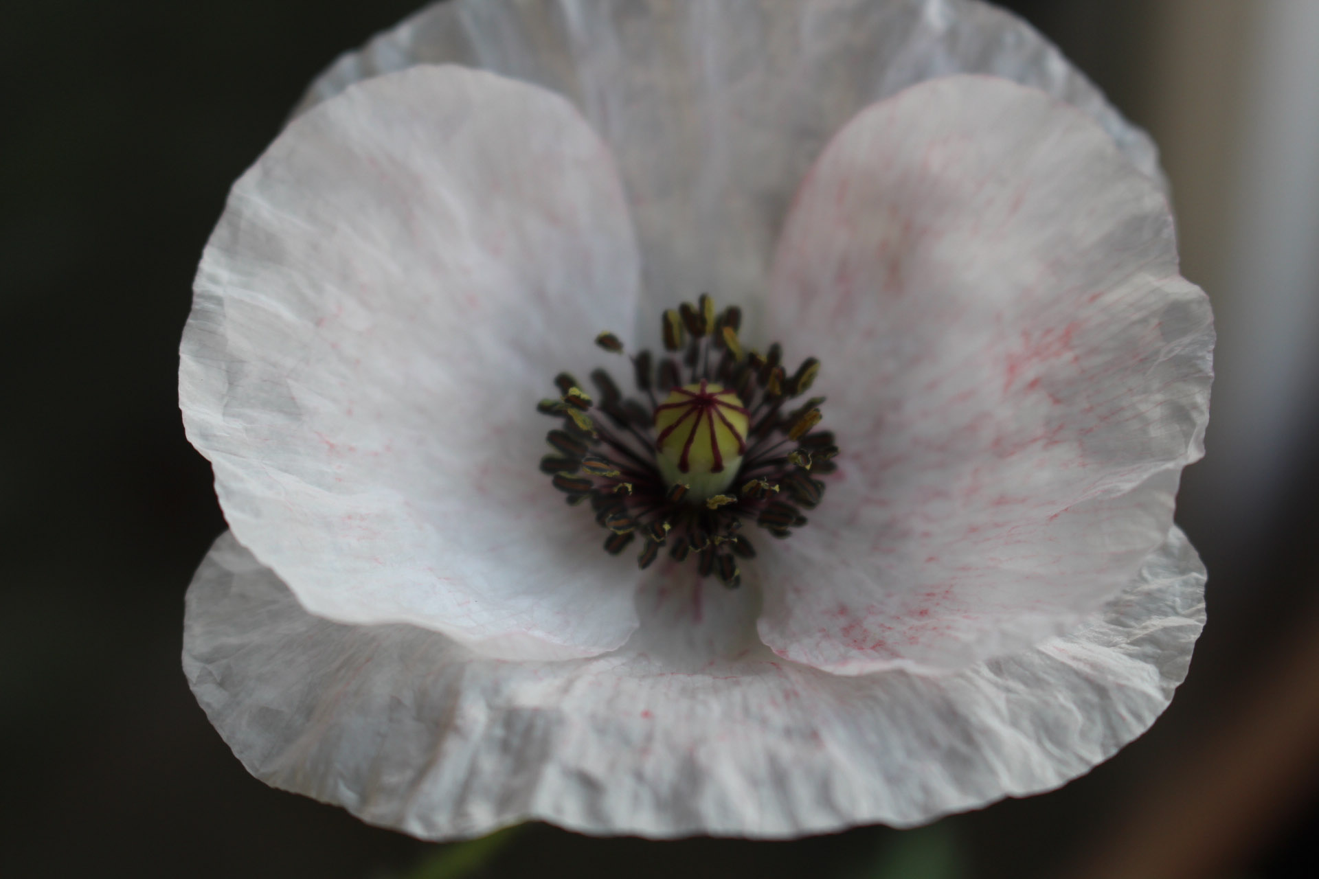 Seidenmohn Mother of Pearl aus Saatpapier