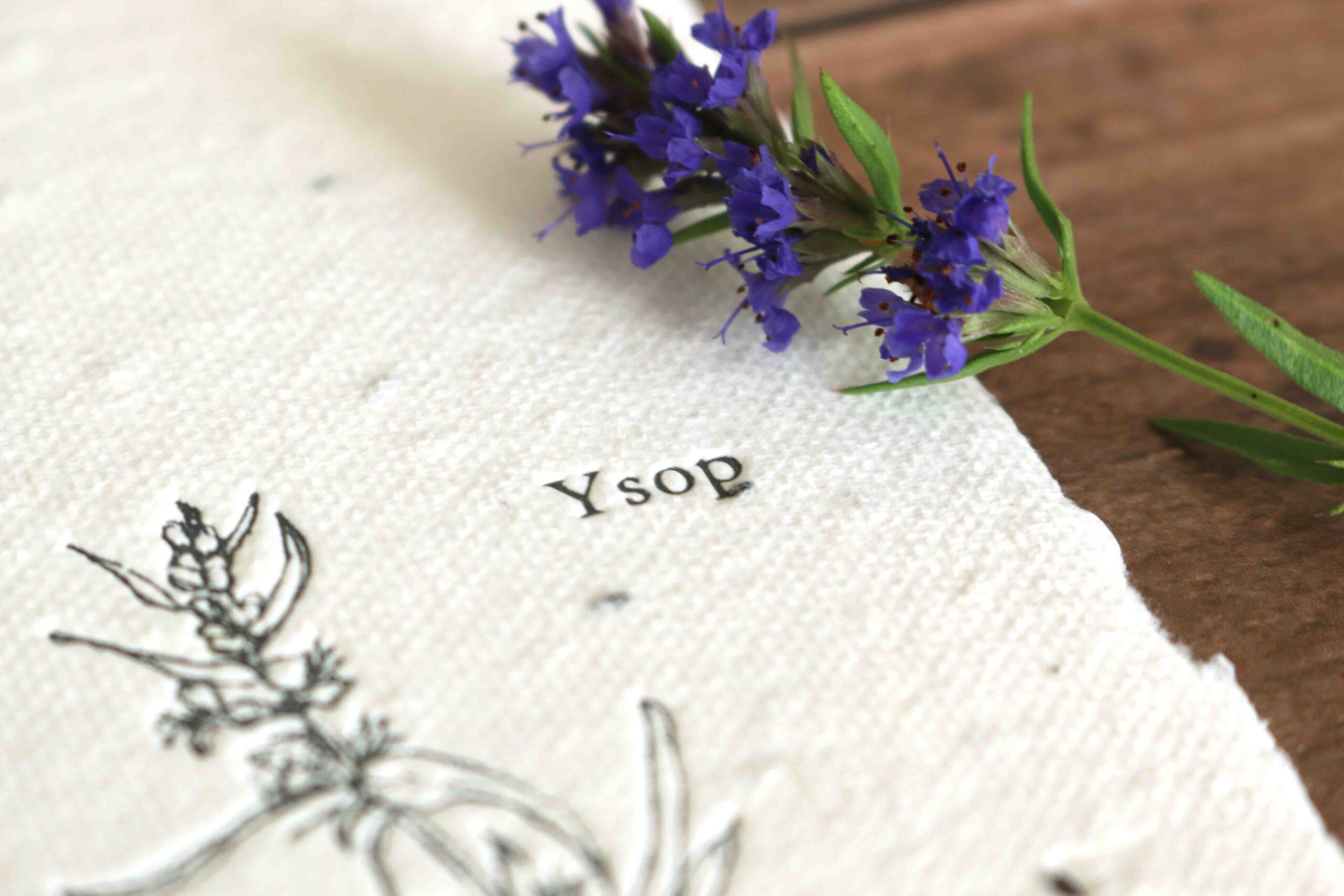 Ysop Saatpapier