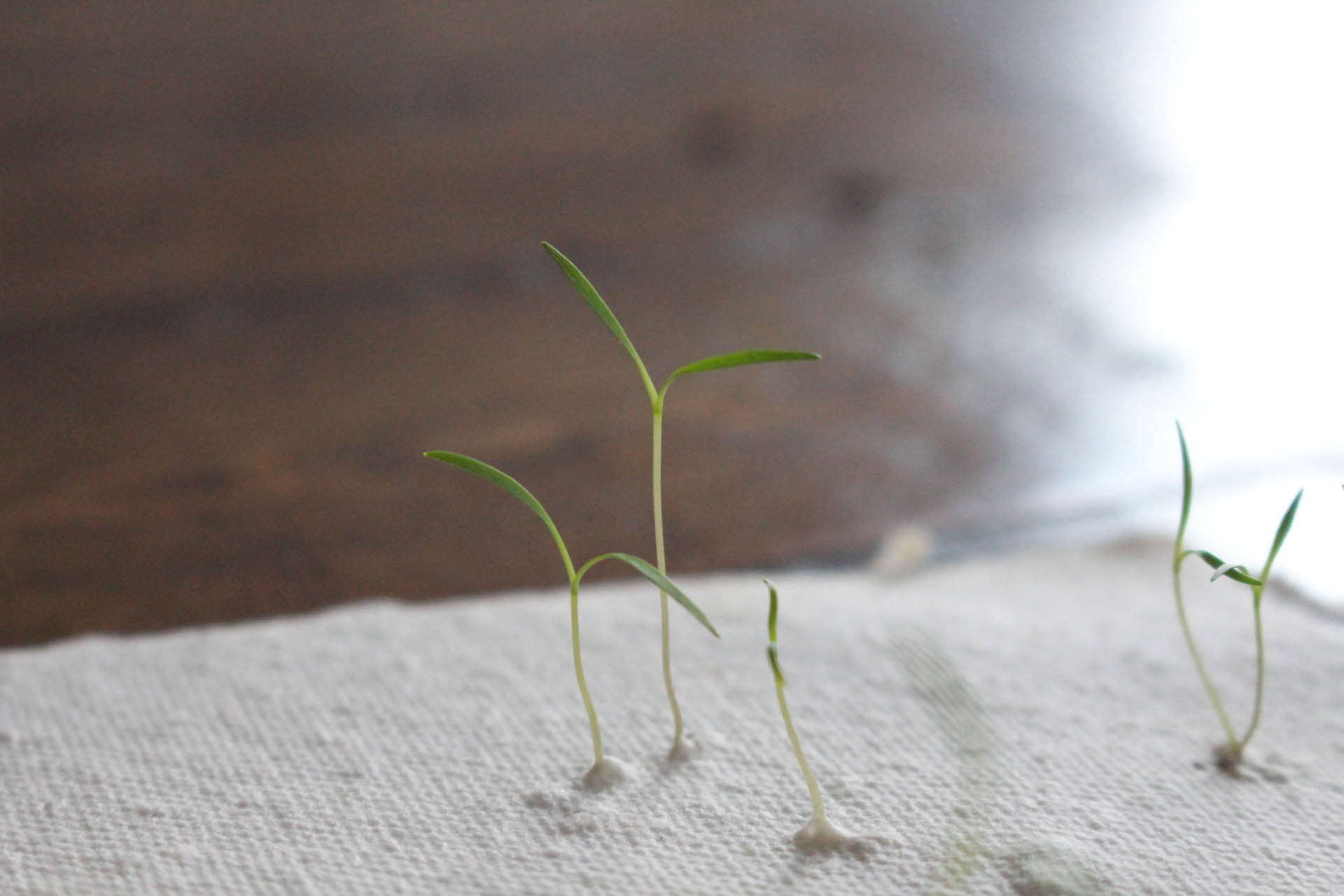 When plants dance