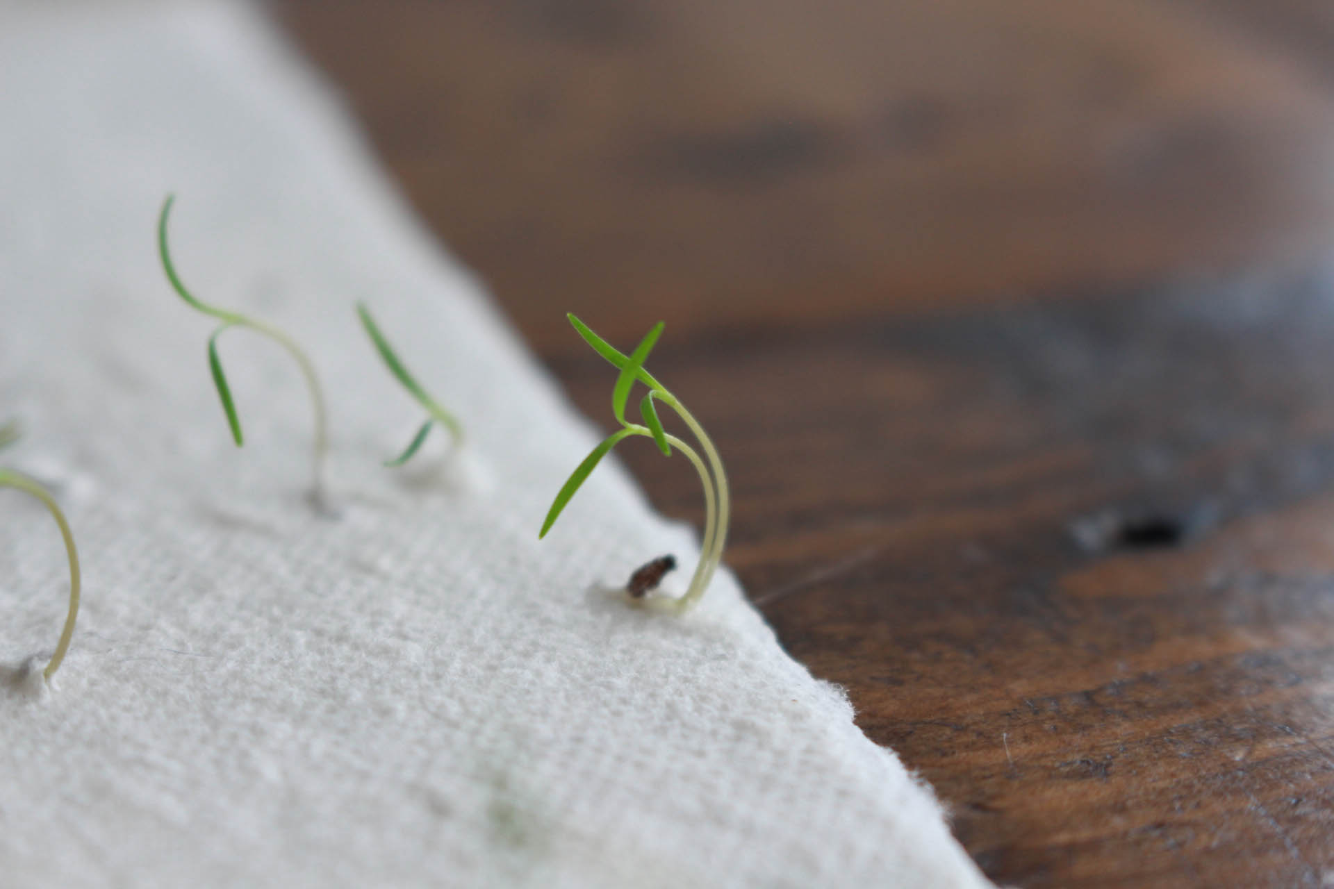 When plants dance