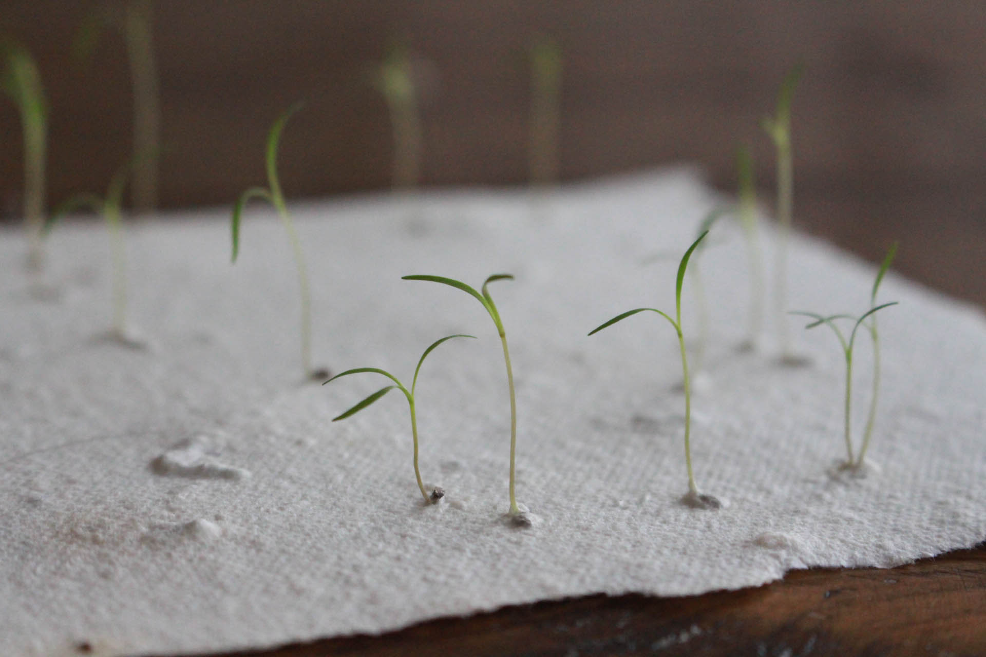 When plants dance