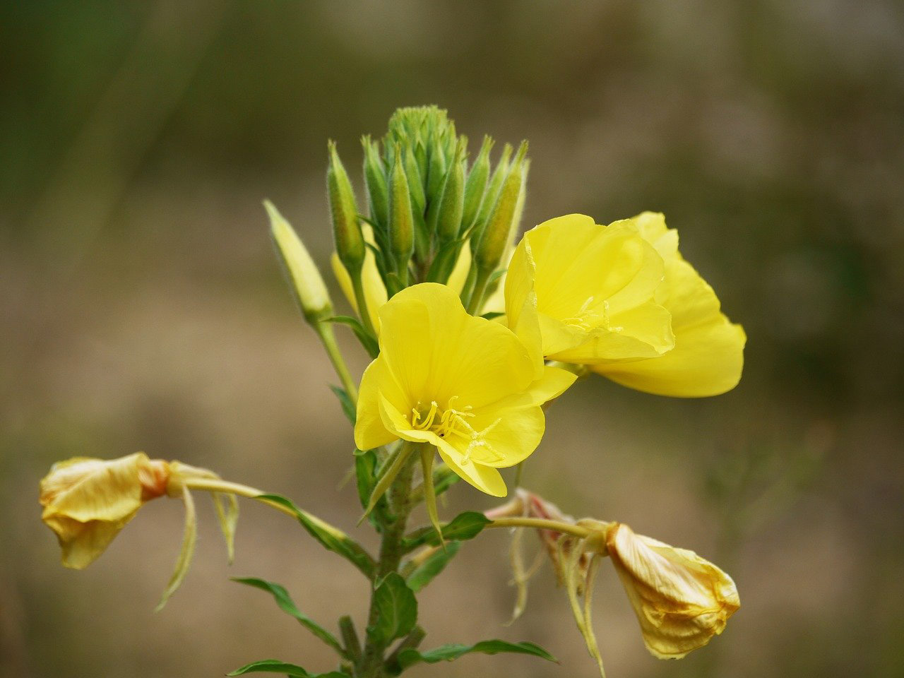 Nachtkerze in voller Blüte