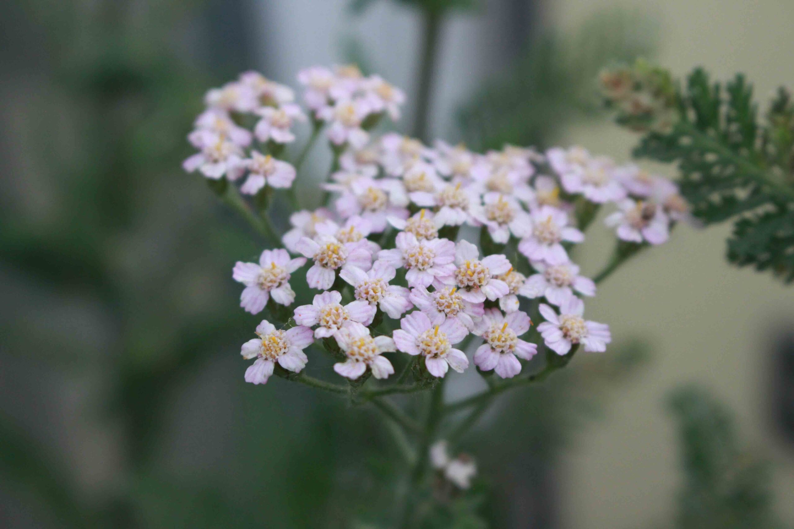 Pastellträume für den Garten mit der Schafgarbe Summer Pastels