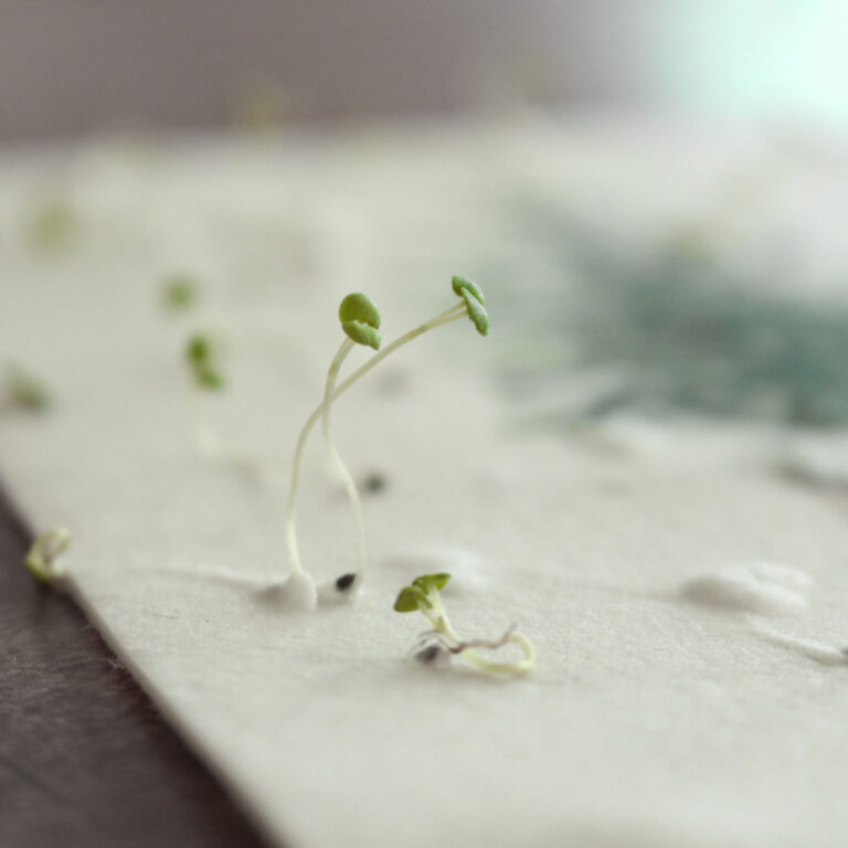 Einpflanzbare Karte "Tannenbaum" von heylittlegreen