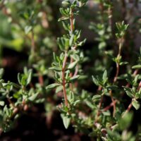 heylittlegreen Thymian Pflanze ist aus Saatpapier gewachsen