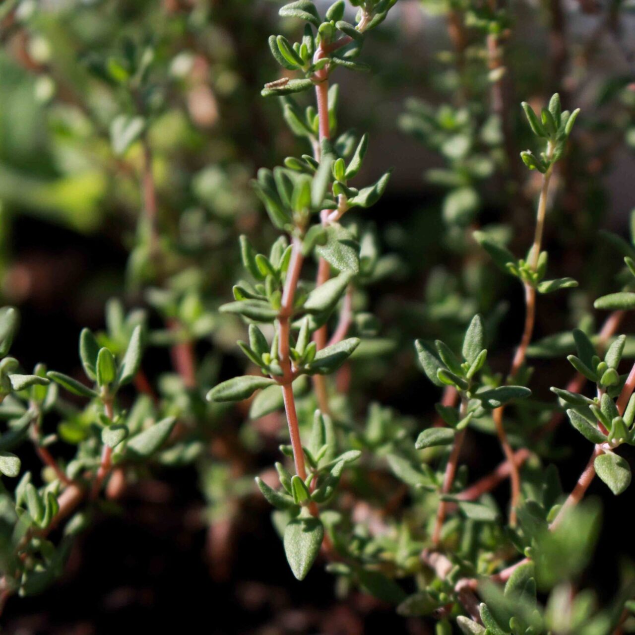 heylittlegreen Thymian Pflanze ist aus Saatpapier gewachsen