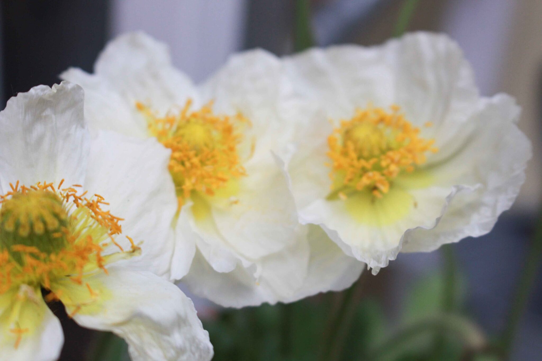 Islandmohn - heylittlegreen