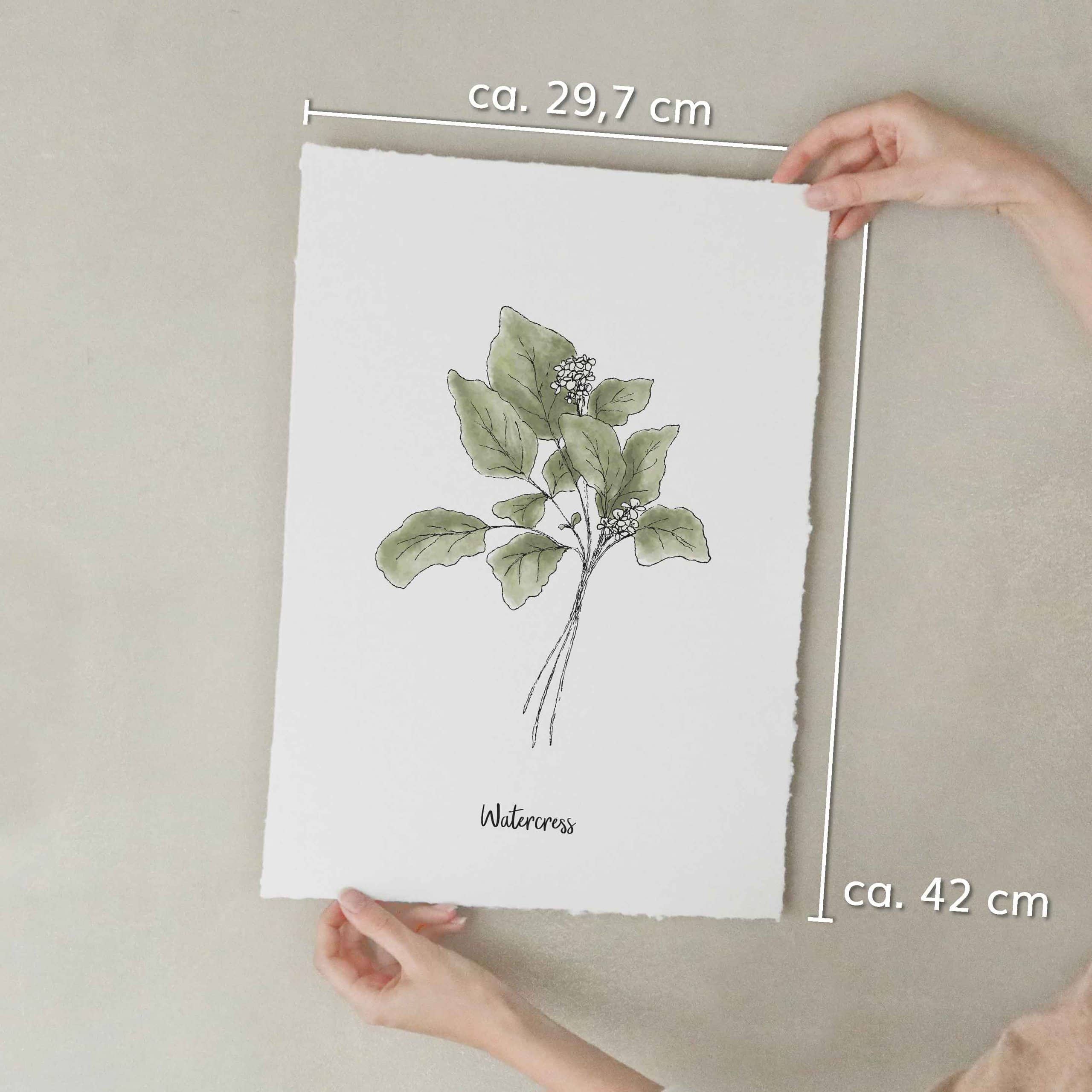 heylittlegreen-Kunstdrucke-Artprints-handgeschöpftes Büttenpapier-Küche-Kräuter-Brunnenkresse (5) Kunstdruck auf handgeschöpftem Büttenpapier mit Kräutermotiv: Brunnenkresse; nachhaltiger Artprint