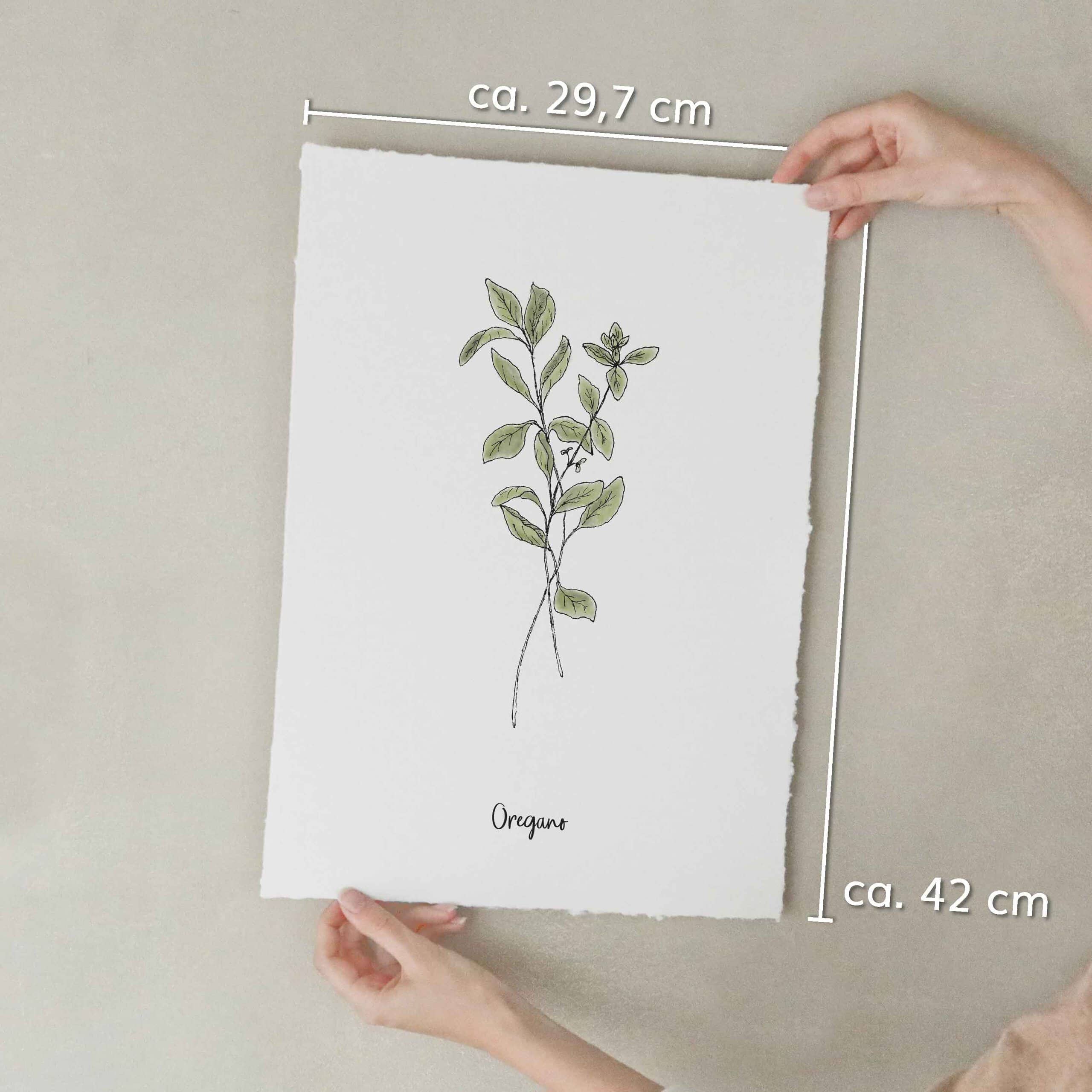 heylittlegreen-Kunstdrucke-Artprints-handgeschöpftes Büttenpapier-Küche-Kräuter-Oregano (5) Kunstdruck auf handgeschöpftem Büttenpapier mit Kräutermotiv: Oregano; nachhaltiger Artprint