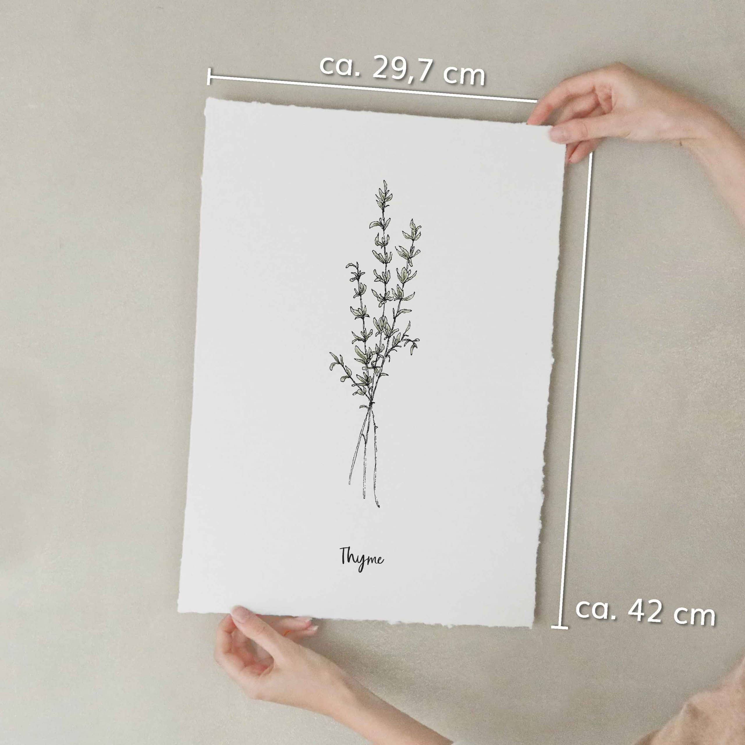 heylittlegreen-Kunstdrucke-Artprints-handgeschöpftes Büttenpapier-Küche-Kräuter-Thymian (4) Kunstdruck auf handgeschöpftem Büttenpapier mit Kräutermotiv: Thymian; nachhaltiger Artprint