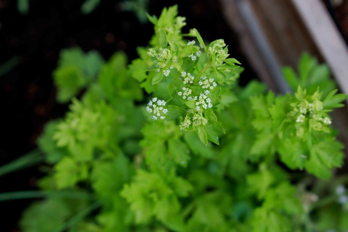 Schnittsellerie - heylittlegreen