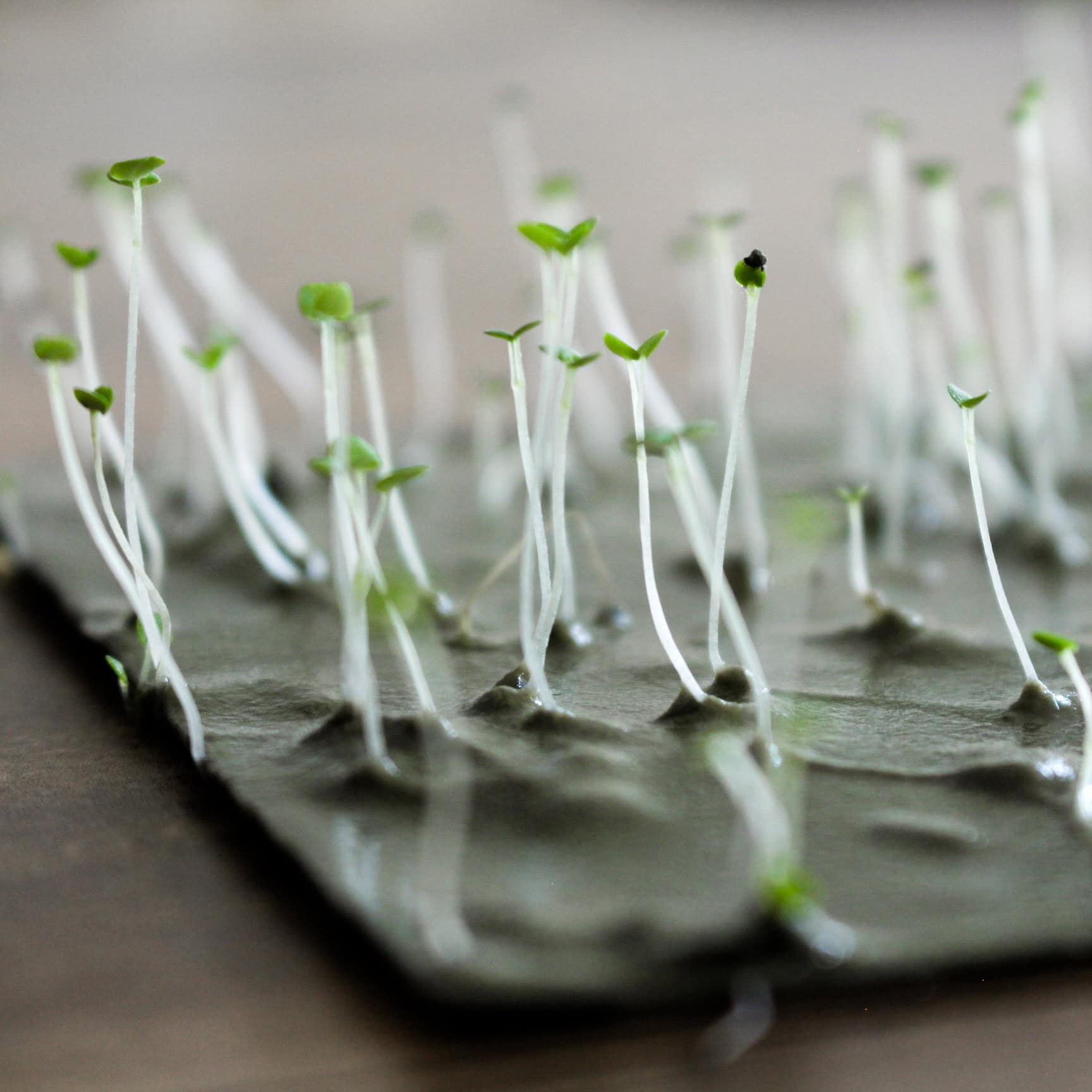 Einpflanzbare Geschenkanhänger zu Weihnachten aus unserem handgeschöpften Saatpapier mit Thymian-Samen und Golddruck auf Lebensmittelfarb-Basis