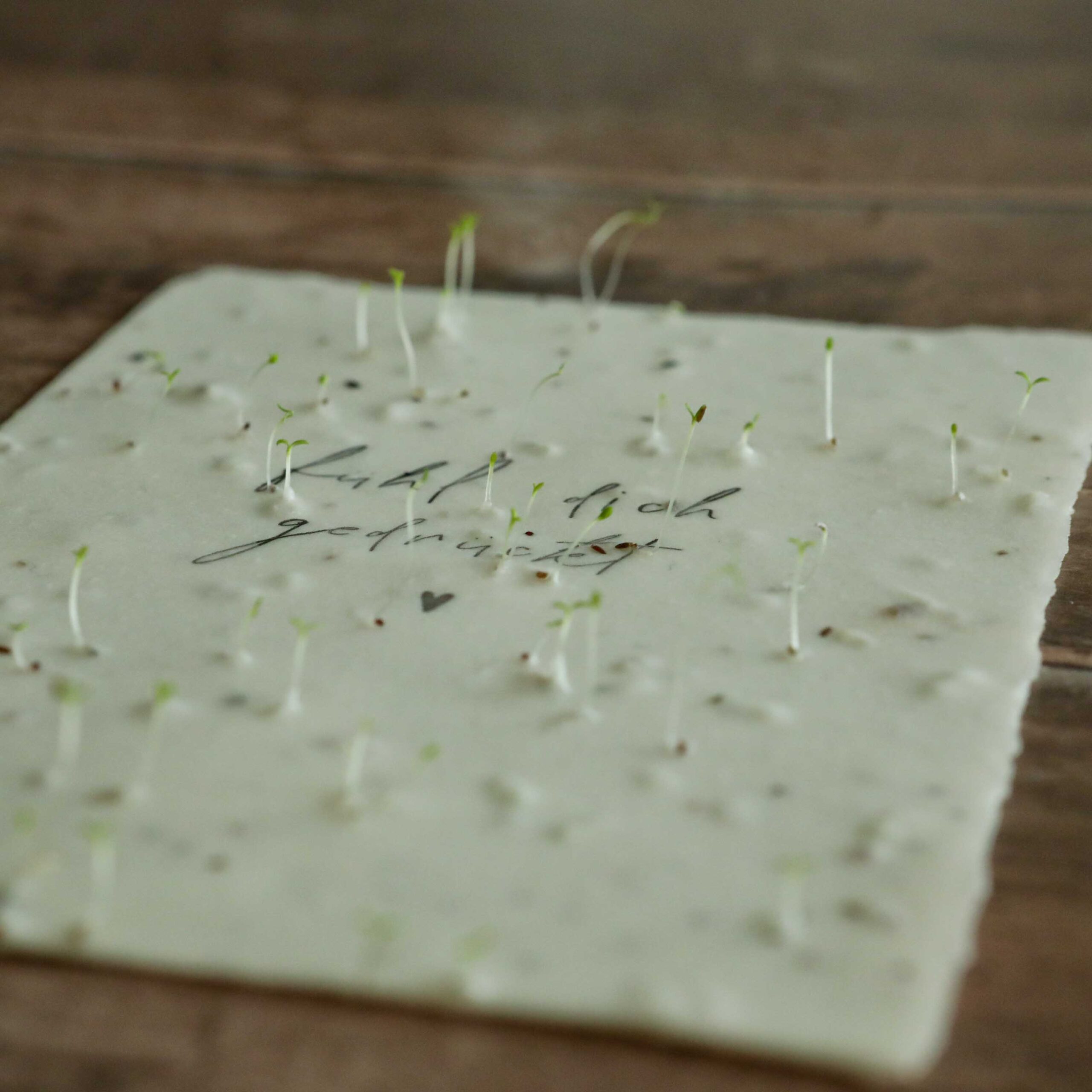 Handgeschöpftes Saatpapier Geburtstagskarte mit Aufschrift fühl dich gedrückt, wachsendes Papier, Einpflanzbare Geburtstagskarte, Geburtstagsgruß Samenpapier