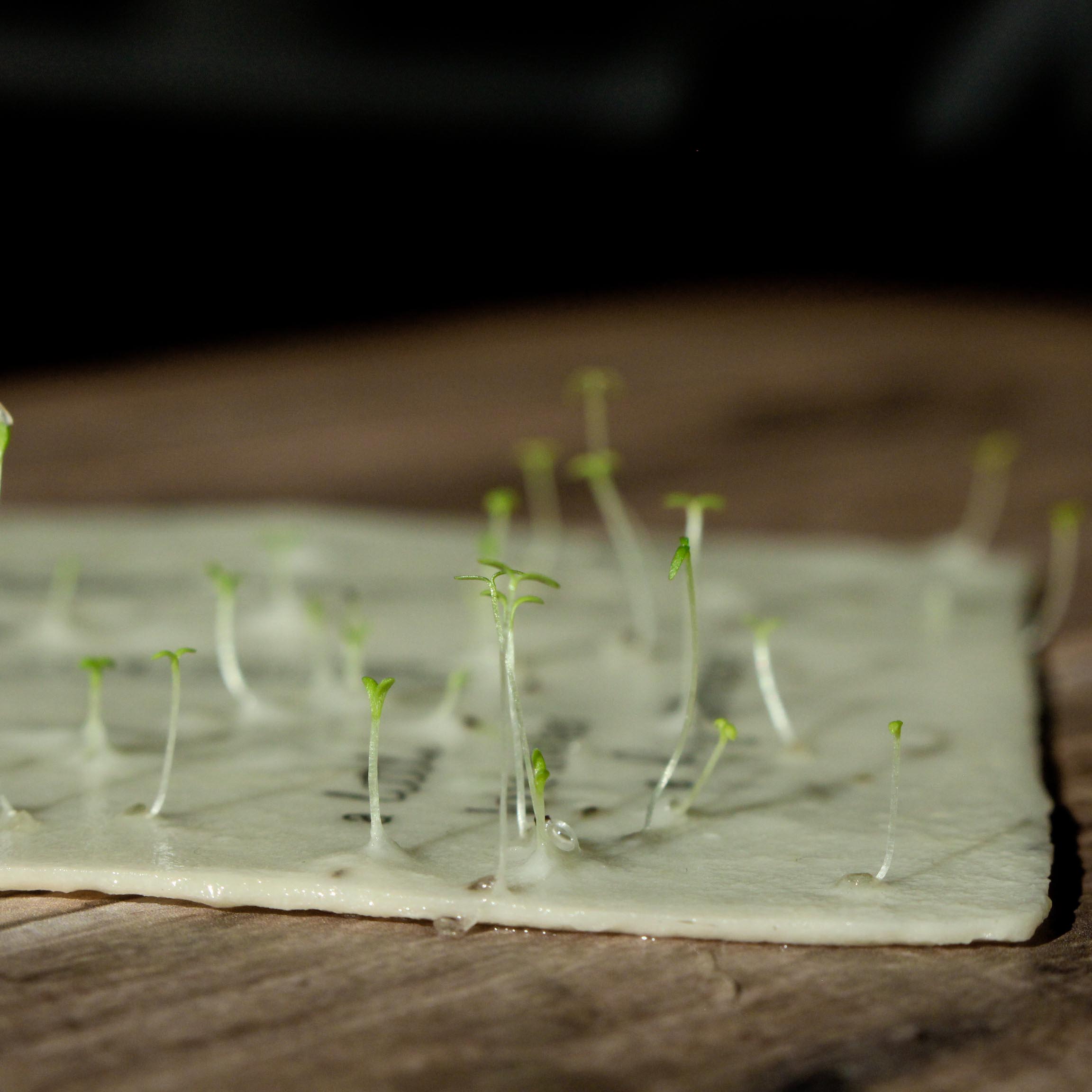 heylittlegreen-handgeschöpftes Saatpapier-Geburtskarte-A little love (3) Geburtskarte A little love mit Elefanten-Motiv und Spruch "A little love makes a big difference", gefertigt auf handgeschöpftem Samenpapier zum Einpflanzen, Wachsende Geburtskarte