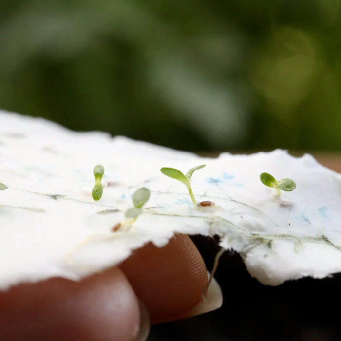 einpflanzbare Einladungskarte zur Taufe aus handgemachtem Saatpapier mit Wildblumen-Samen