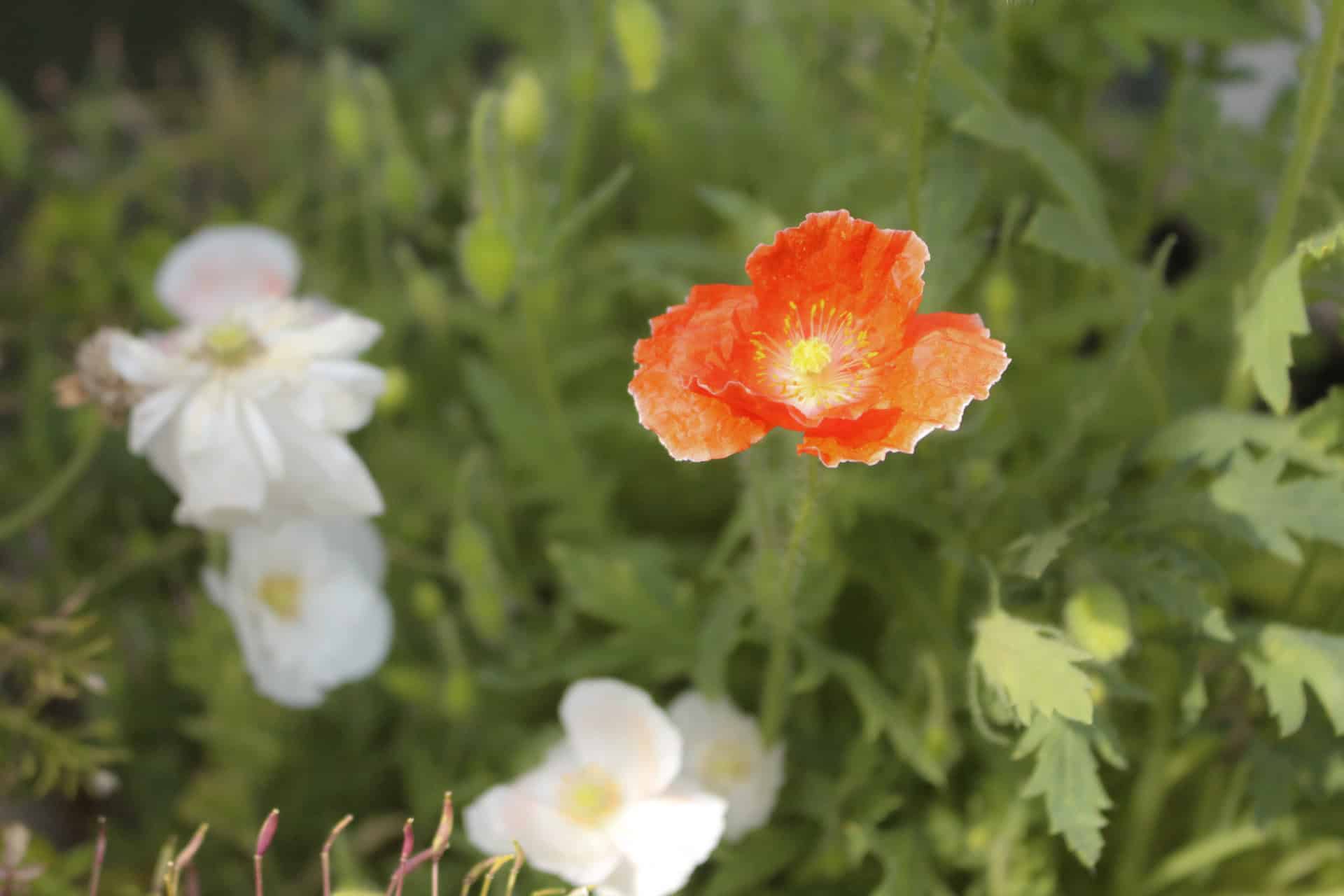 Mohn Falling in Love Blüte