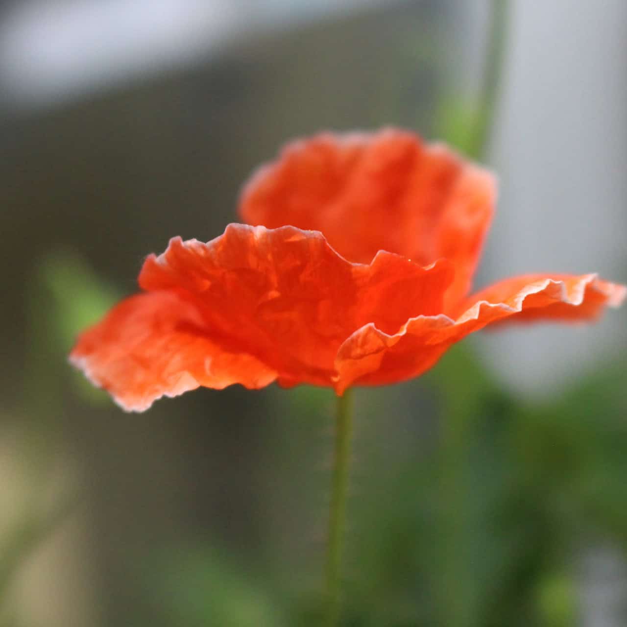 Mohn Falling in Love Blüte