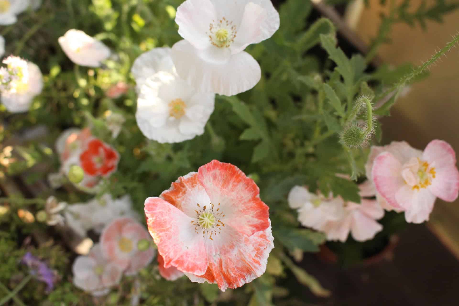 Mohn Falling in Love mit zartrosa Blüten