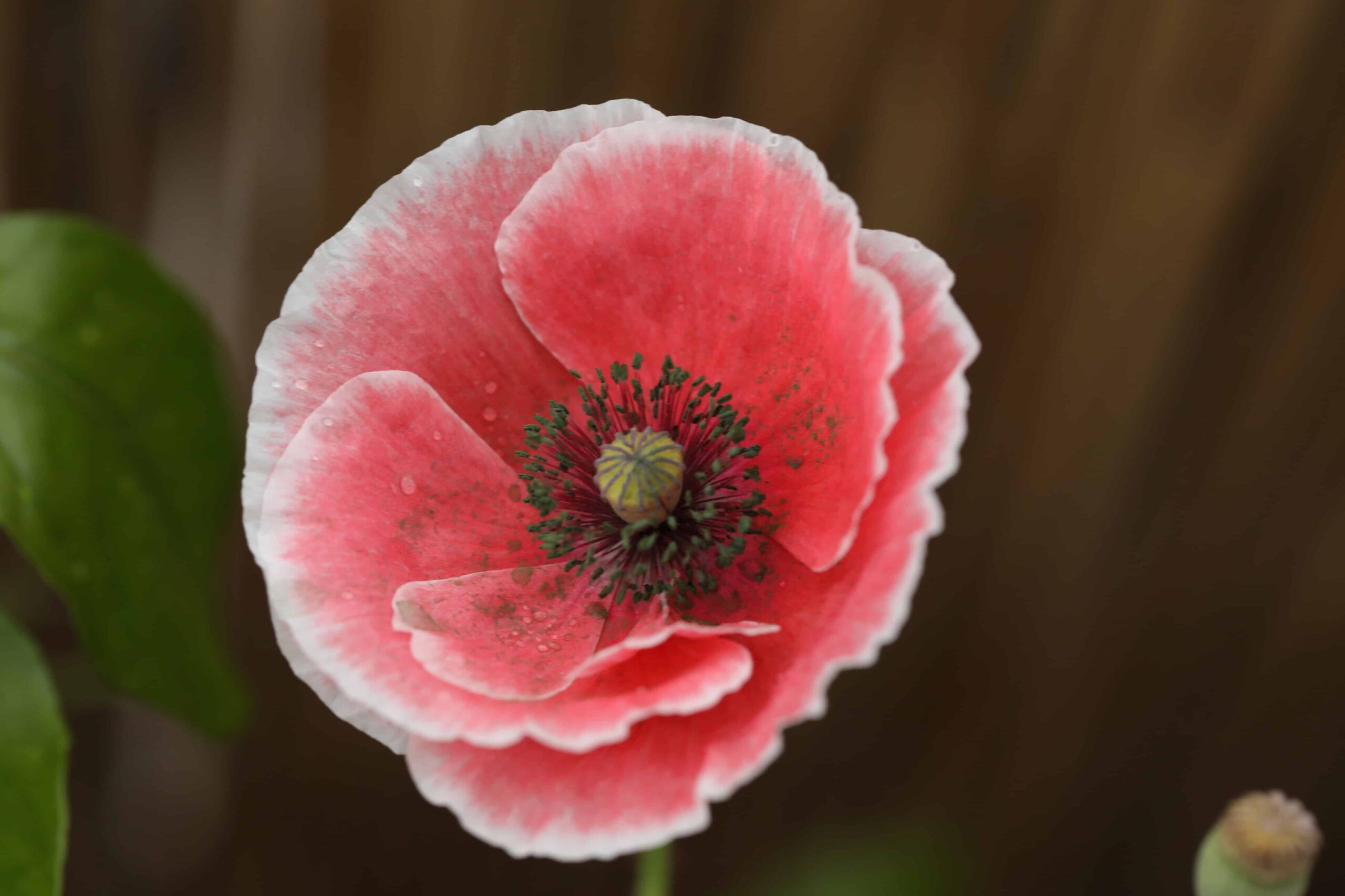 Mohn Falling in Love Blüte