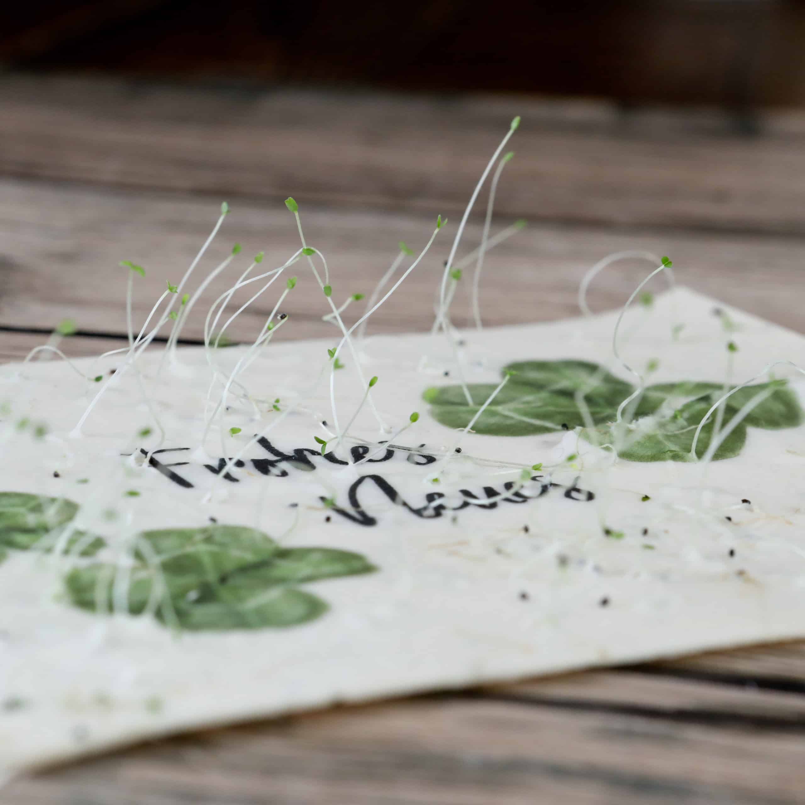 heylittlegreen-Samenkarten-wachsende Karten für Silvester & Neujahr-Neujahrsgruß-Frohes Neues Jahr (1) Samenkarte Glücksklee mit Botschaft zu frohem neuen Jahr und wachsenden Grüßen