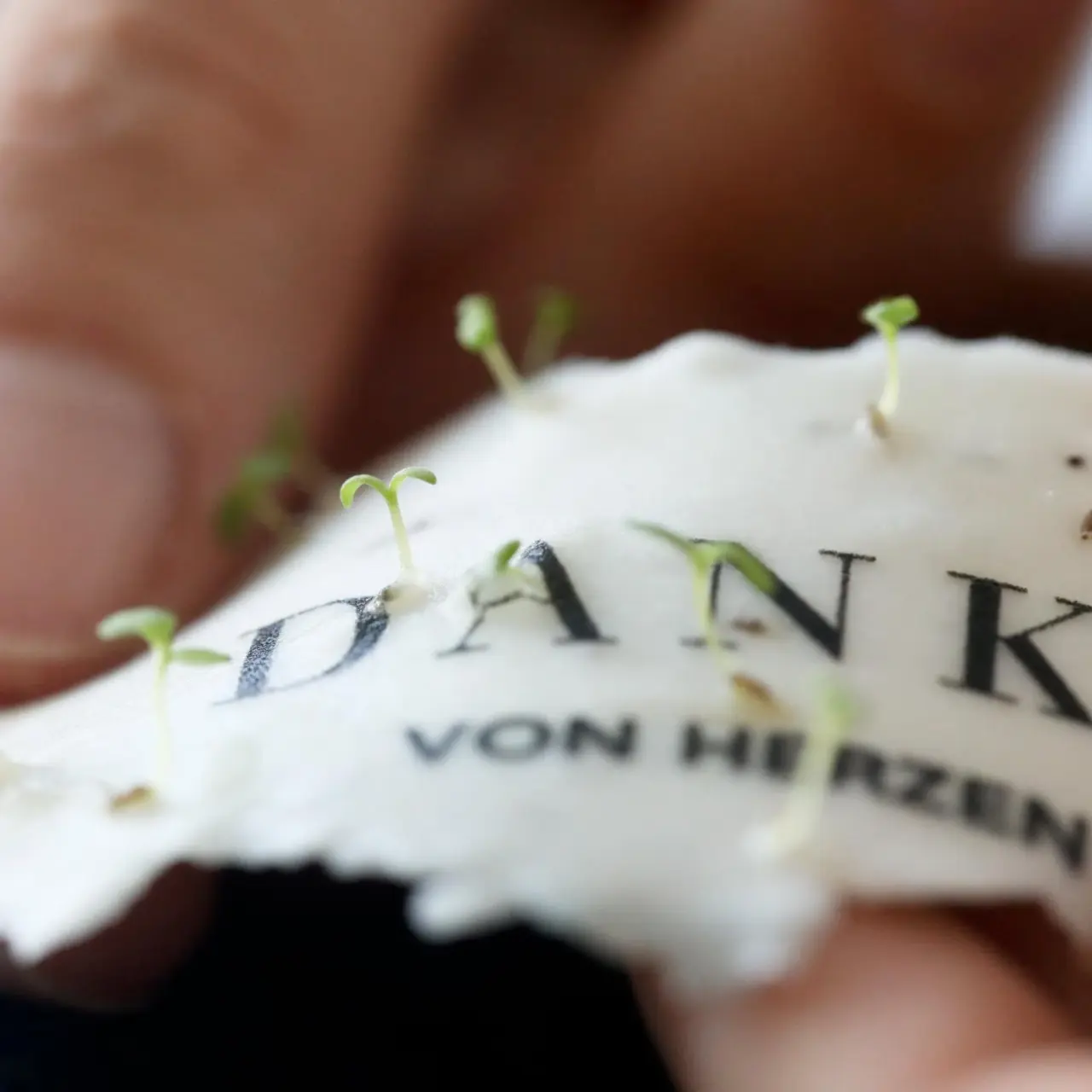 Einpflanzbare Dankeskarte zur Hochzeit aus Saatpapier beginnt zu keimen