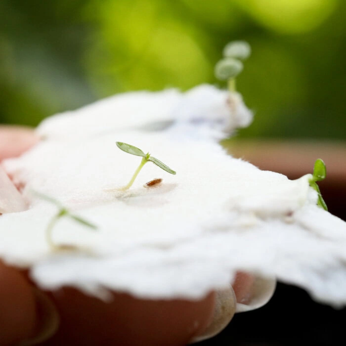 wachsende Hochzeitseinladungen aus einpflanzbarem Papier für eine nachhaltige Hochzeit