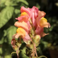 heylittlegreen-Saatpapier-Sorte-Löwenmäulchen