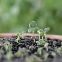 heylittlegreen-handgeschöpftes Saatpapier-Löwenmäulchen-Keimlinge (2)