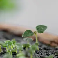 heylittlegreen-handgeschöpftes Saatpapier-Löwenmäulchen-Keimlinge (4)