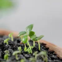 heylittlegreen-handgeschöpftes Saatpapier-Löwenmäulchen-Keimlinge (5)