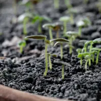 heylittlegreen-handgeschöpftes Saatpapier-Löwenmäulchen-Keimlinge (6)