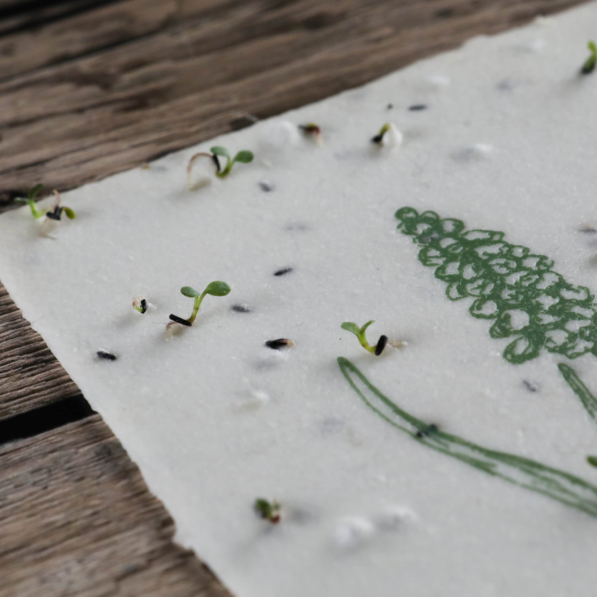 Keimlinge vom Sonnenhut sprießen aus unseren handgeschöpften Osterkarten für das Jahr 2025 - Süße Osterkollektion mit Frühlingsblumen, Osterhasen, Ostereiern und netten Sprüchen