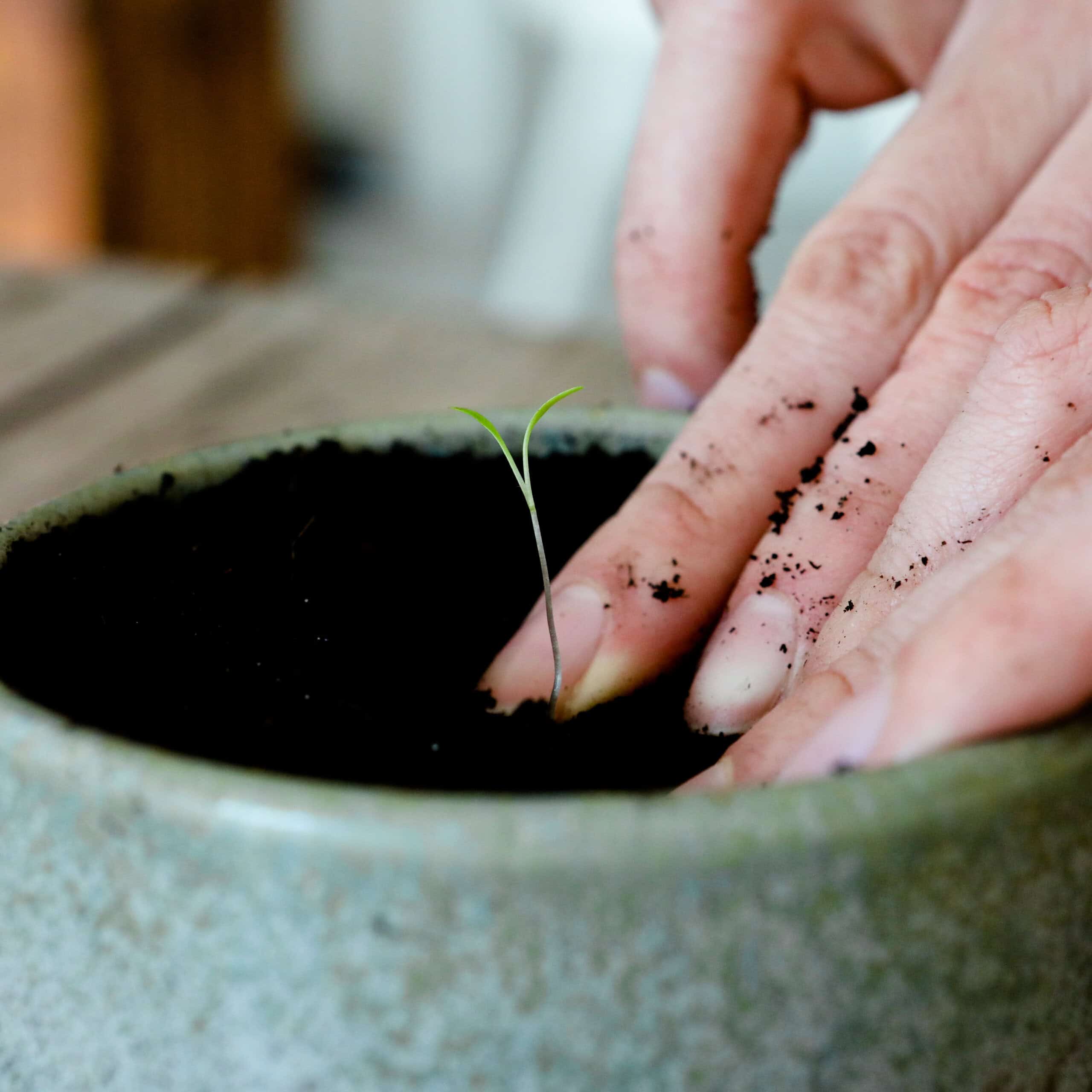 heylittlegreen-handgeschöpftes Saatpapier-Osterkarten-Samenkarten zu Ostern-Frühlingskarten-Ostergruß Samenpapier-Wachsende Karten (1) Keimlinge der Wilden Möhre sprießen aus unseren handgeschöpften Osterkarten für das Jahr 2025 - Süße Osterkollektion mit Frühlingsblumen, Osterhasen, Ostereiern und netten Sprüchen