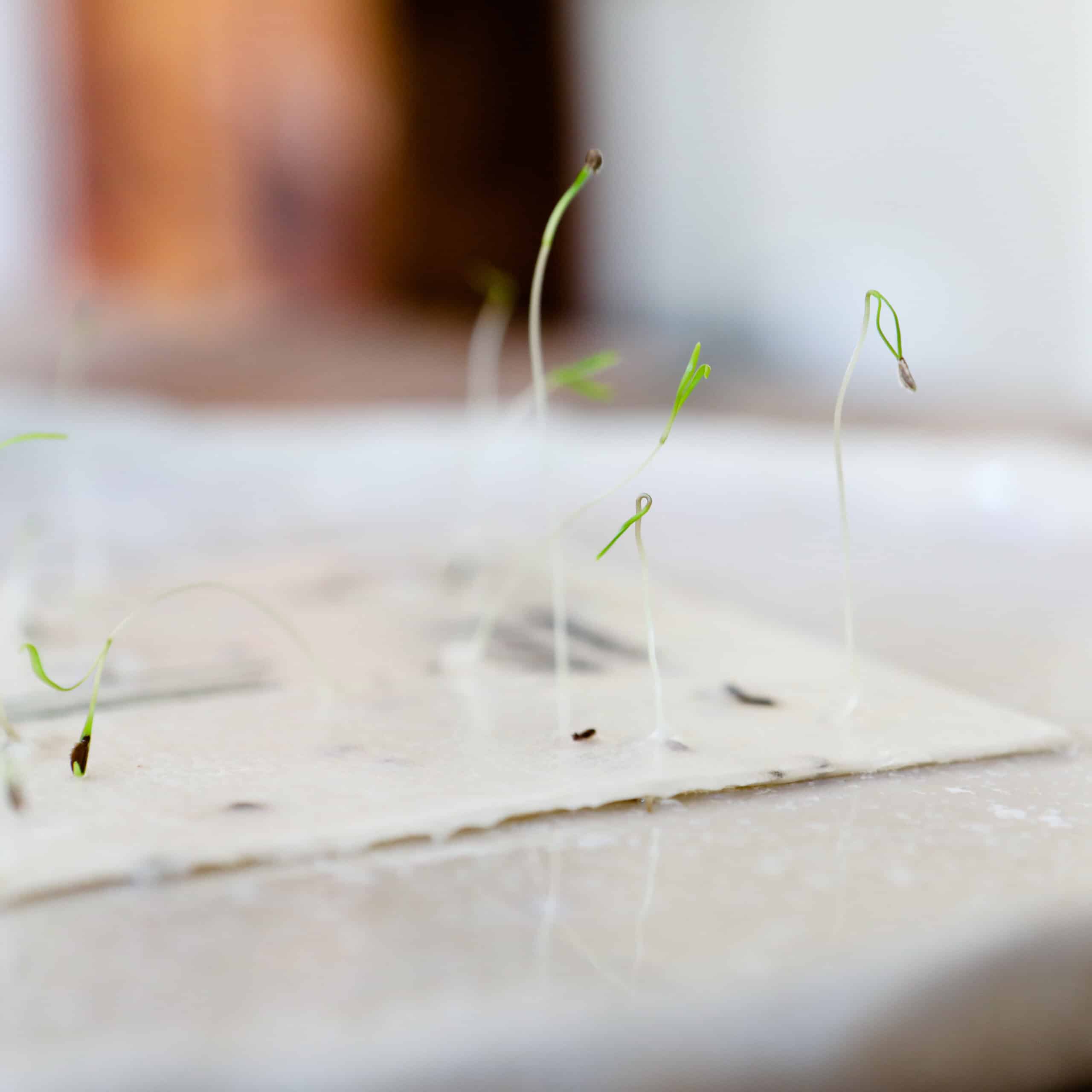 Keimlinge der Wilden Möhre sprießen aus unseren handgeschöpften Osterkarten für das Jahr 2025 - Süße Osterkollektion mit Frühlingsblumen, Osterhasen, Ostereiern und netten Sprüchen