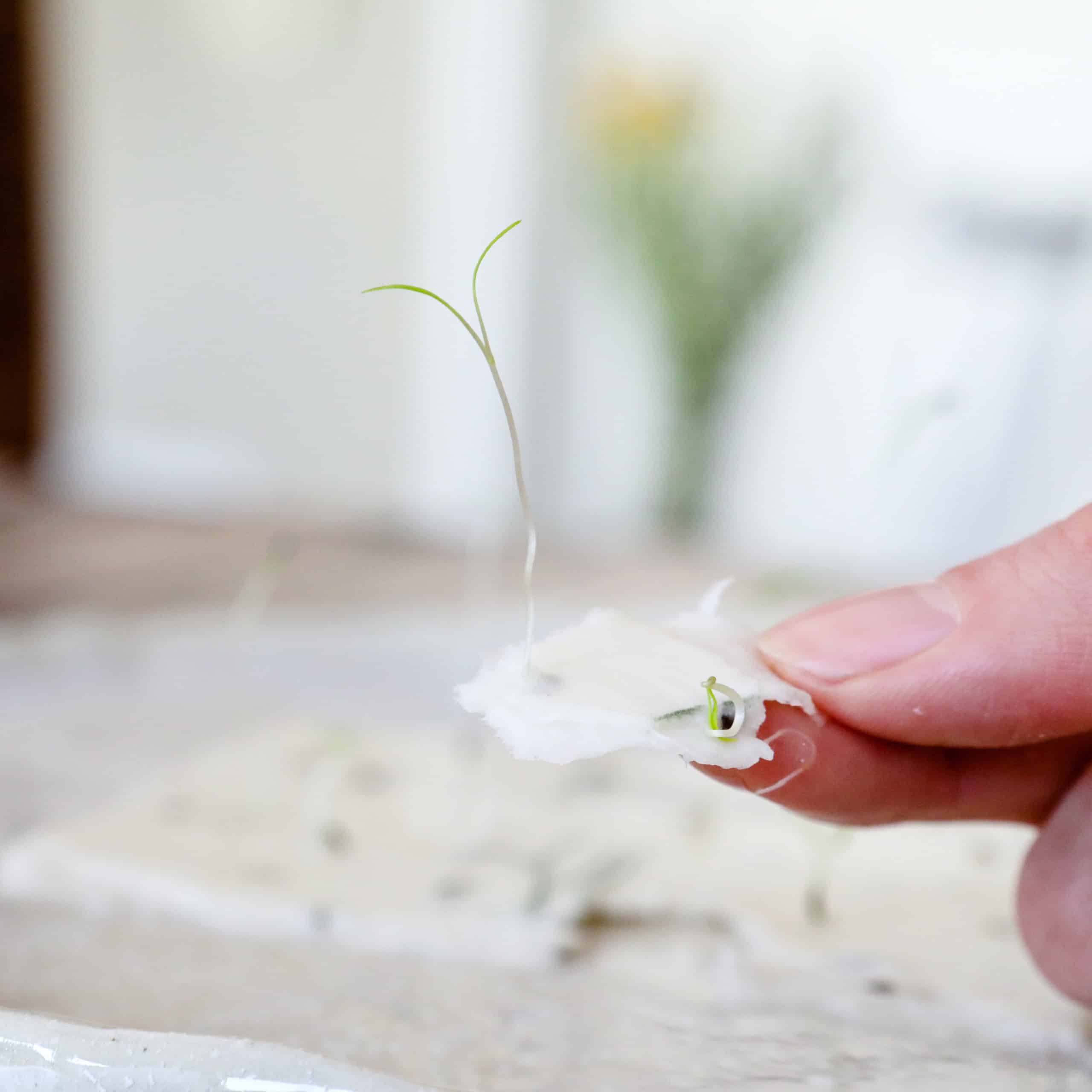Keimlinge der Wilden Möhre sprießen aus unseren handgeschöpften Osterkarten für das Jahr 2025 - Süße Osterkollektion mit Frühlingsblumen, Osterhasen, Ostereiern und netten Sprüchen