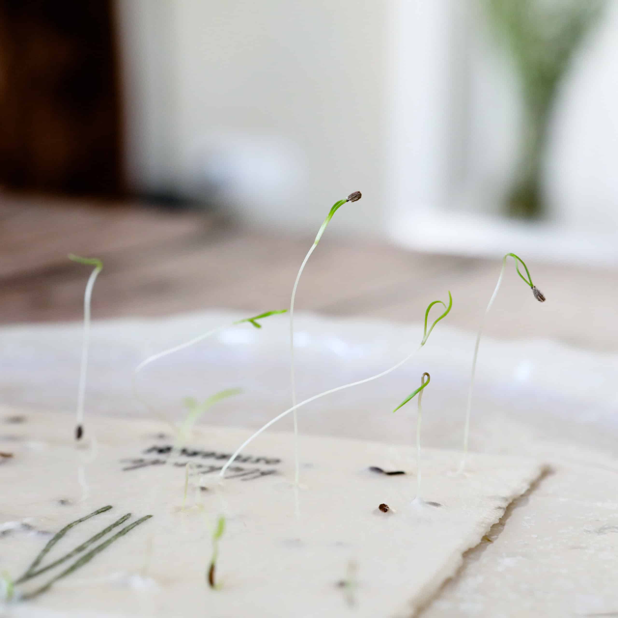 Keimlinge der Wilden Möhre sprießen aus unseren handgeschöpften Osterkarten für das Jahr 2025 - Süße Osterkollektion mit Frühlingsblumen, Osterhasen, Ostereiern und netten Sprüchen