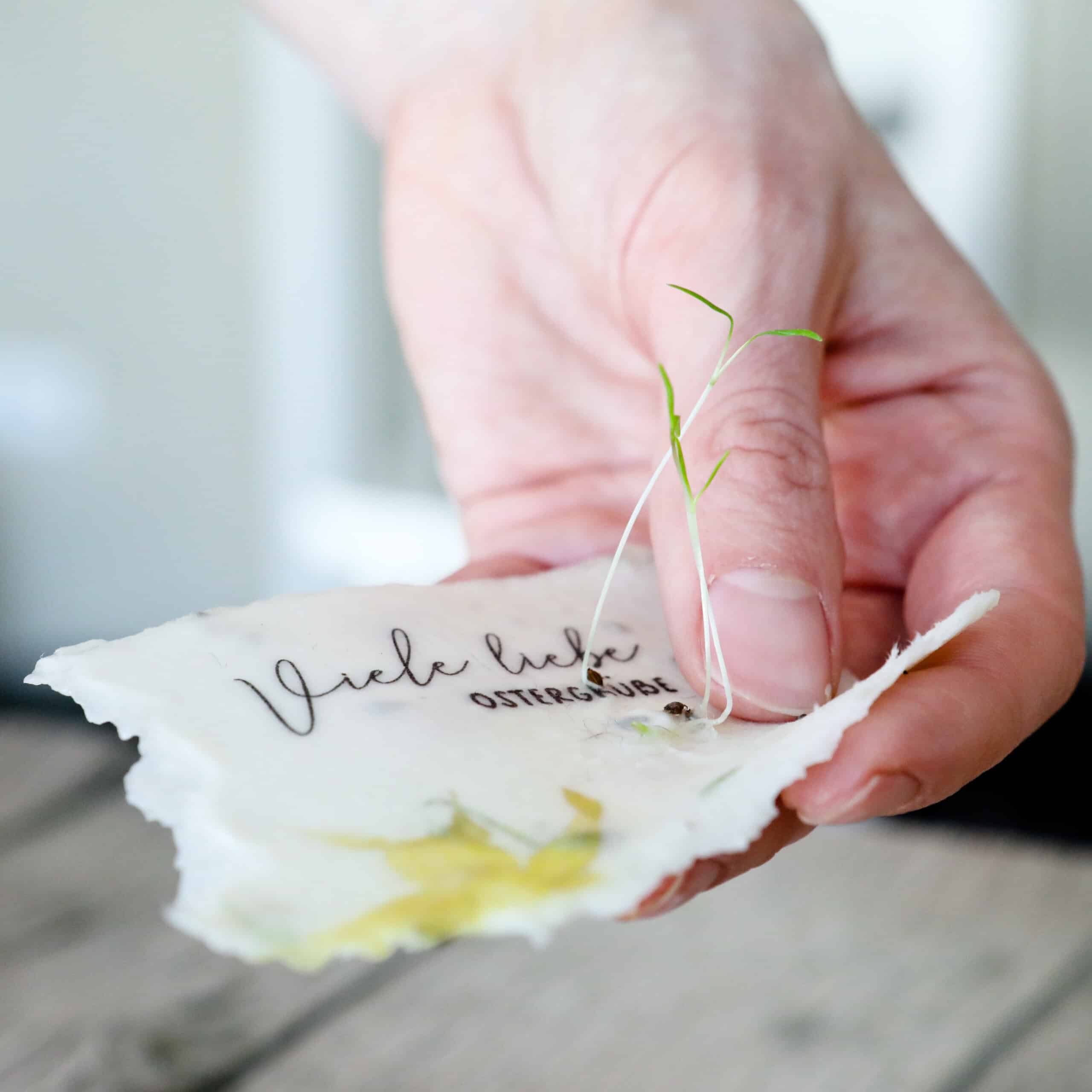 Keimlinge der Wilden Möhre sprießen aus unseren handgeschöpften Osterkarten für das Jahr 2025 - Süße Osterkollektion mit Frühlingsblumen, Osterhasen, Ostereiern und netten Sprüchen