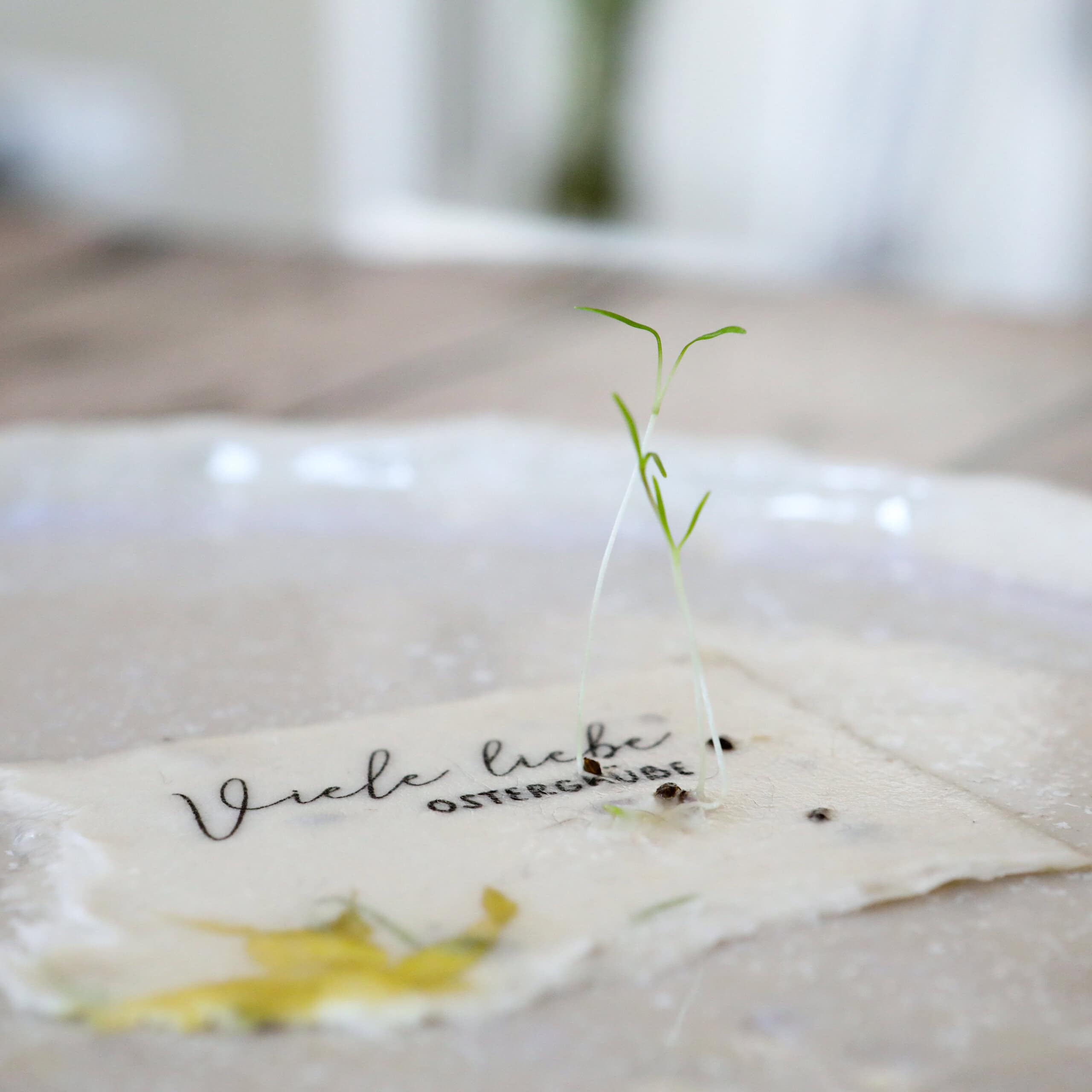 heylittlegreen-handgeschöpftes Saatpapier-Osterkarten-Samenkarten zu Ostern-Frühlingskarten-Ostergruß Samenpapier-Wachsende Karten (18) Keimlinge der Wilden Möhre sprießen aus unseren handgeschöpften Osterkarten für das Jahr 2025 - Süße Osterkollektion mit Frühlingsblumen, Osterhasen, Ostereiern und netten Sprüchen