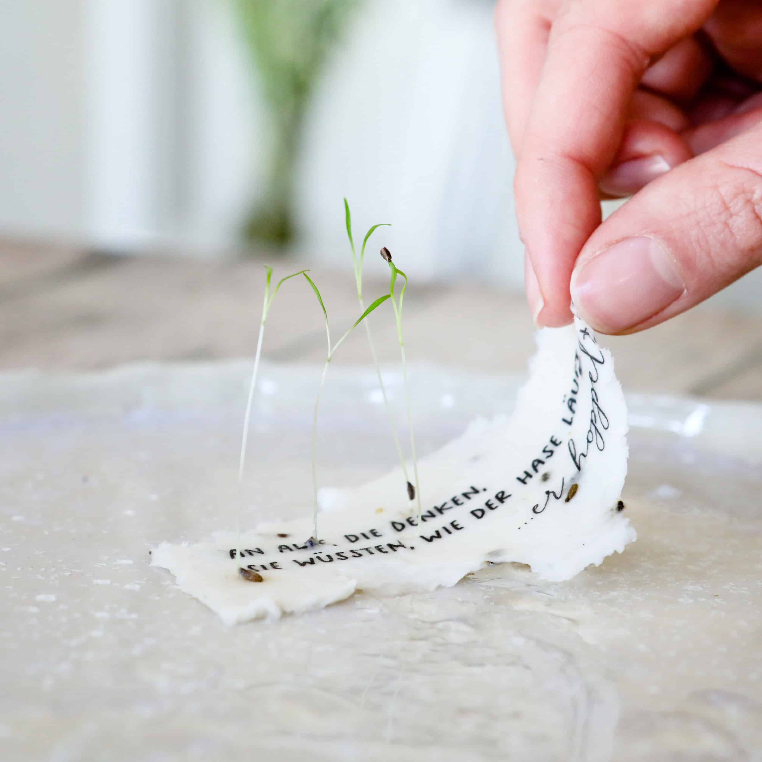 Keimlinge der Wilden Möhre sprießen aus unseren handgeschöpften Osterkarten für das Jahr 2025 - Süße Osterkollektion mit Frühlingsblumen, Osterhasen, Ostereiern und netten Sprüchen