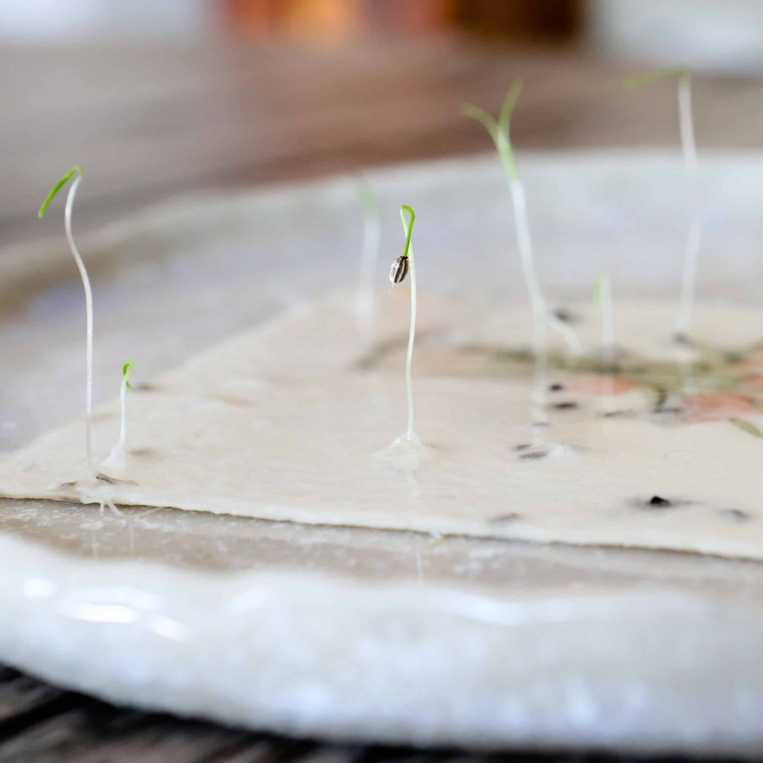 Keimlinge der Wilden Möhre sprießen aus unseren handgeschöpften Osterkarten für das Jahr 2025 - Süße Osterkollektion mit Frühlingsblumen, Osterhasen, Ostereiern und netten Sprüchen