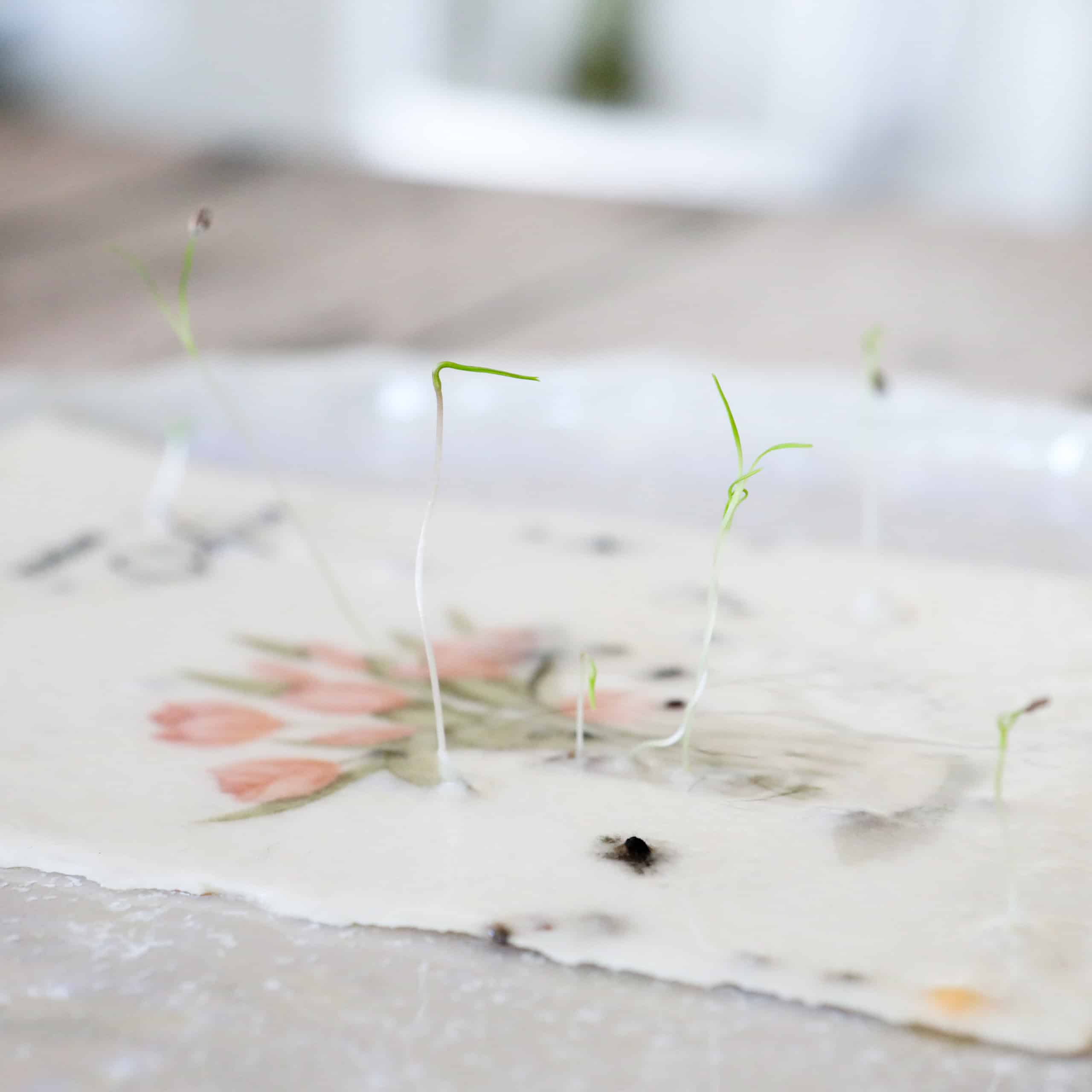 Keimlinge der Wilden Möhre sprießen aus unseren handgeschöpften Osterkarten für das Jahr 2025 - Süße Osterkollektion mit Frühlingsblumen, Osterhasen, Ostereiern und netten Sprüchen