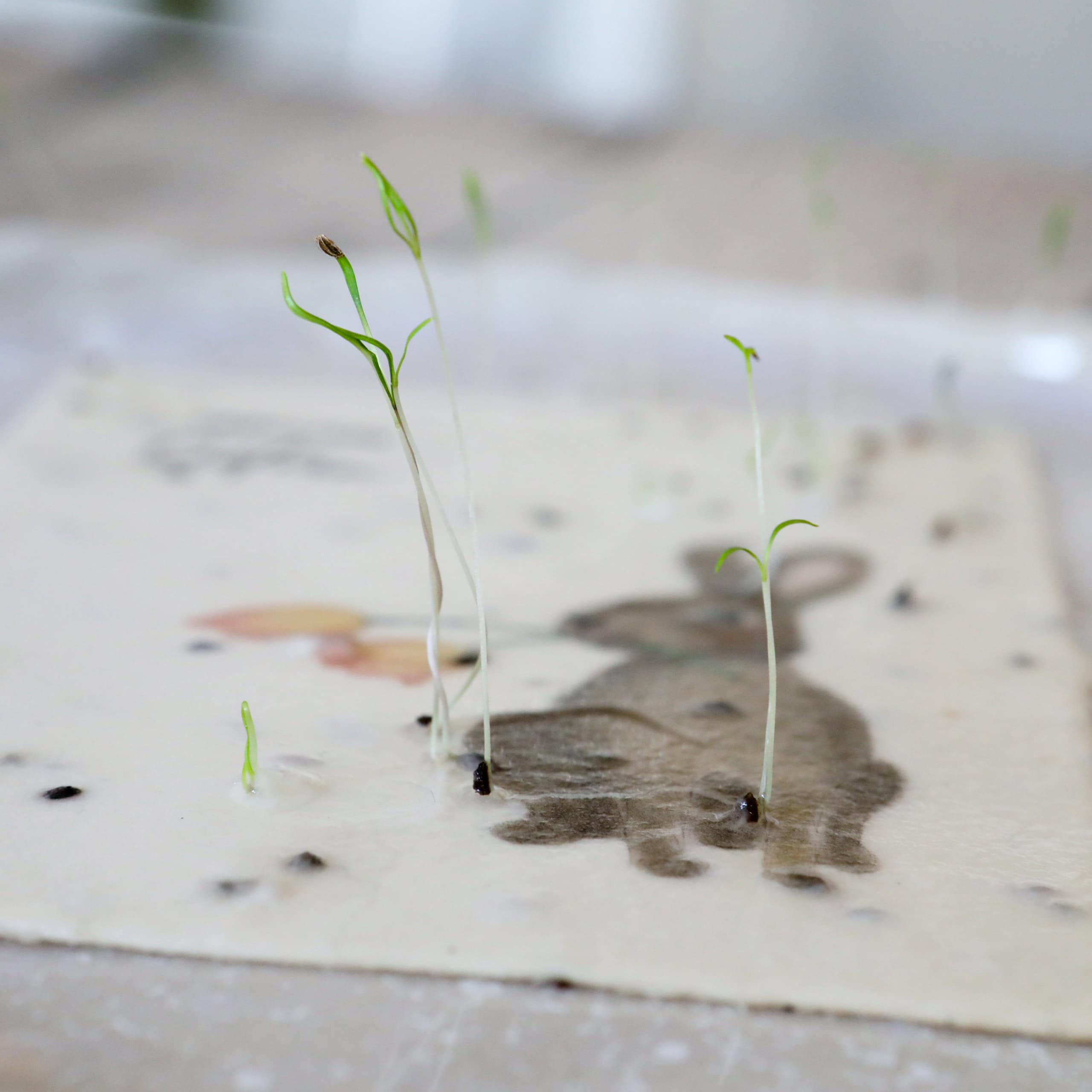 heylittlegreen-handgeschöpftes Saatpapier-Osterkarten-Samenkarten zu Ostern-Frühlingskarten-Ostergruß Samenpapier-Wachsende Karten (29) Keimlinge der Wilden Möhre sprießen aus unseren handgeschöpften Osterkarten für das Jahr 2025 - Süße Osterkollektion mit Frühlingsblumen, Osterhasen, Ostereiern und netten Sprüchen