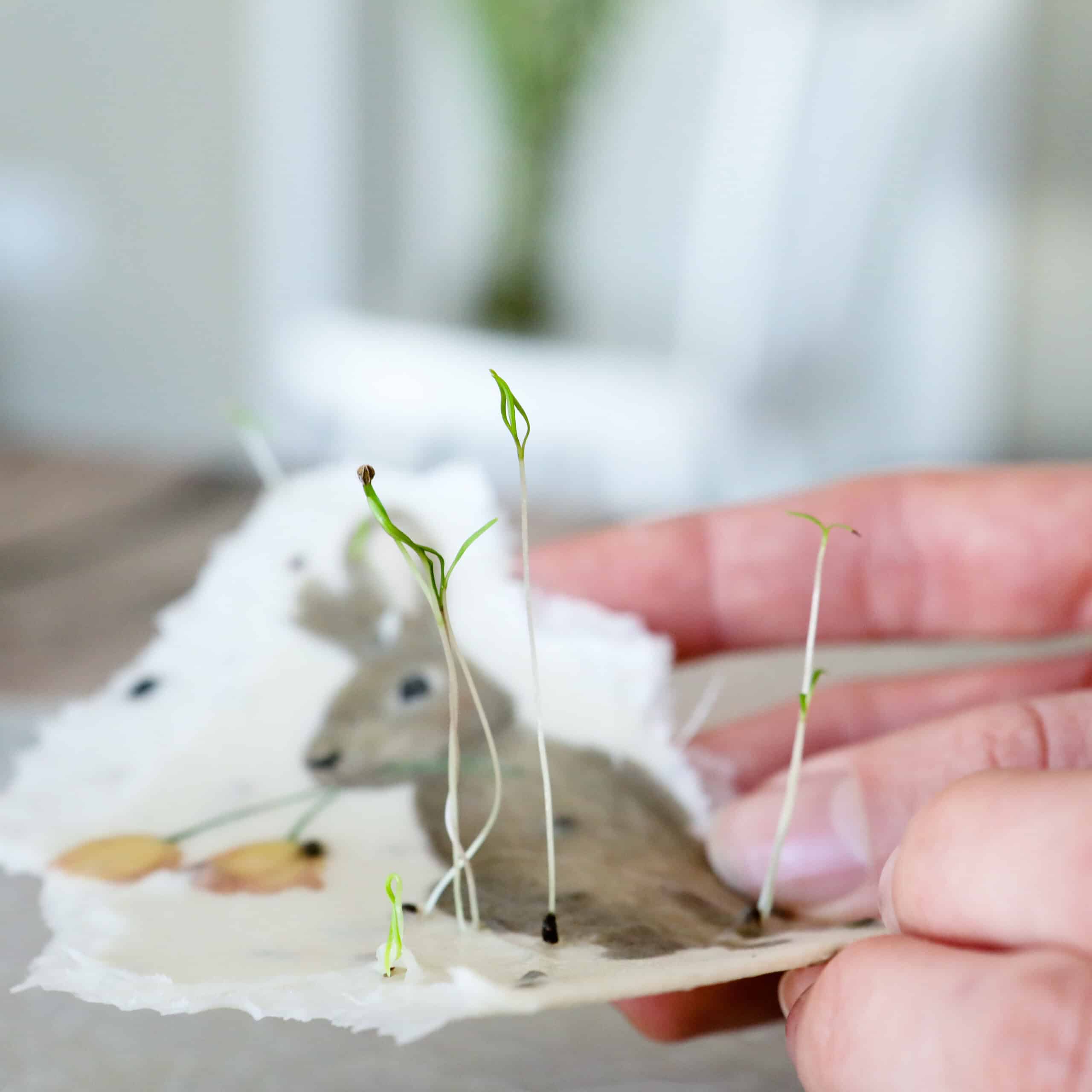 heylittlegreen-handgeschöpftes Saatpapier-Osterkarten-Samenkarten zu Ostern-Frühlingskarten-Ostergruß Samenpapier-Wachsende Karten (33) Keimlinge der Wilden Möhre sprießen aus unseren handgeschöpften Osterkarten für das Jahr 2025 - Süße Osterkollektion mit Frühlingsblumen, Osterhasen, Ostereiern und netten Sprüchen