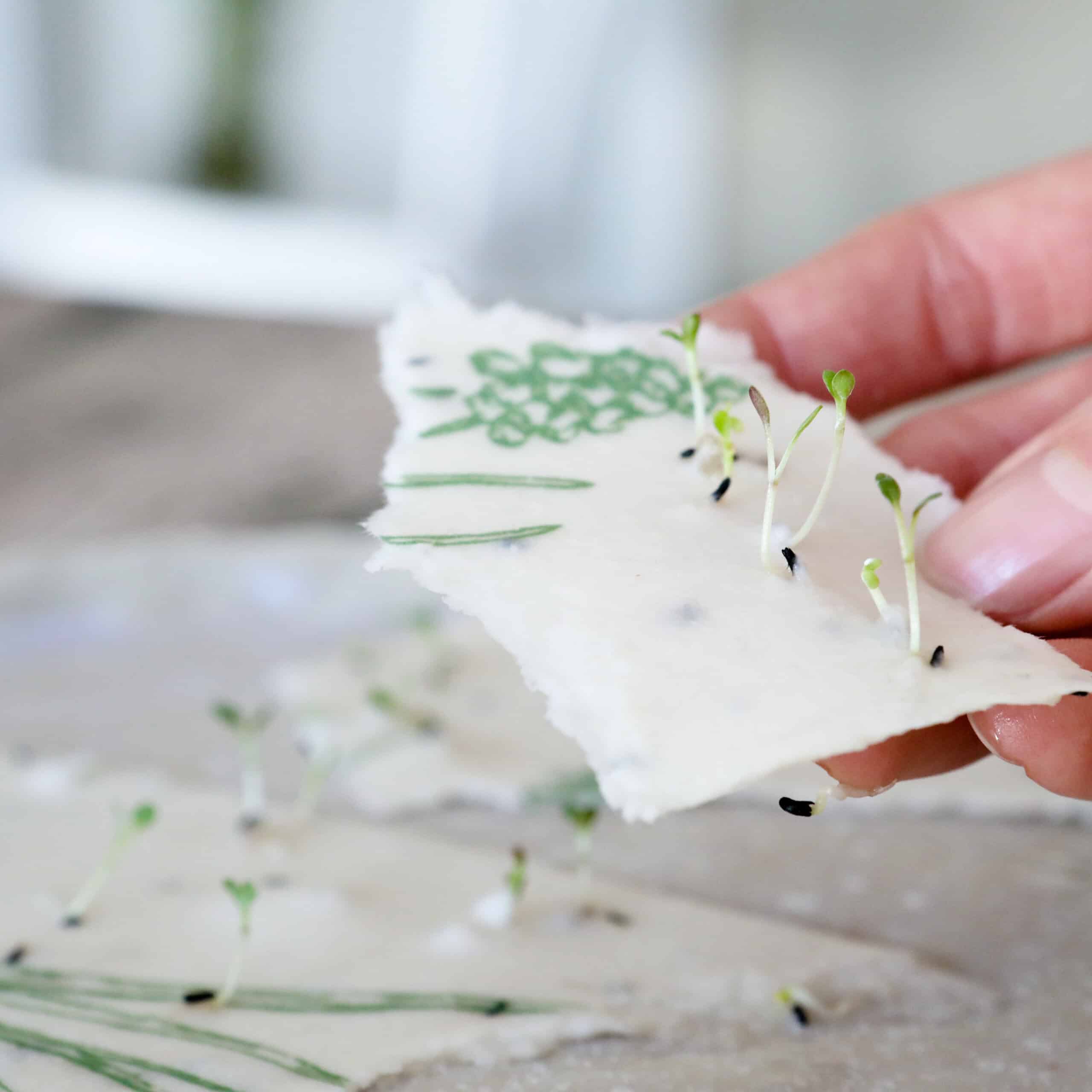 Sonnenhut-Keimling aus wachsender Osterkarte Hyazinthe mit Frühlingsblumen-Motiv