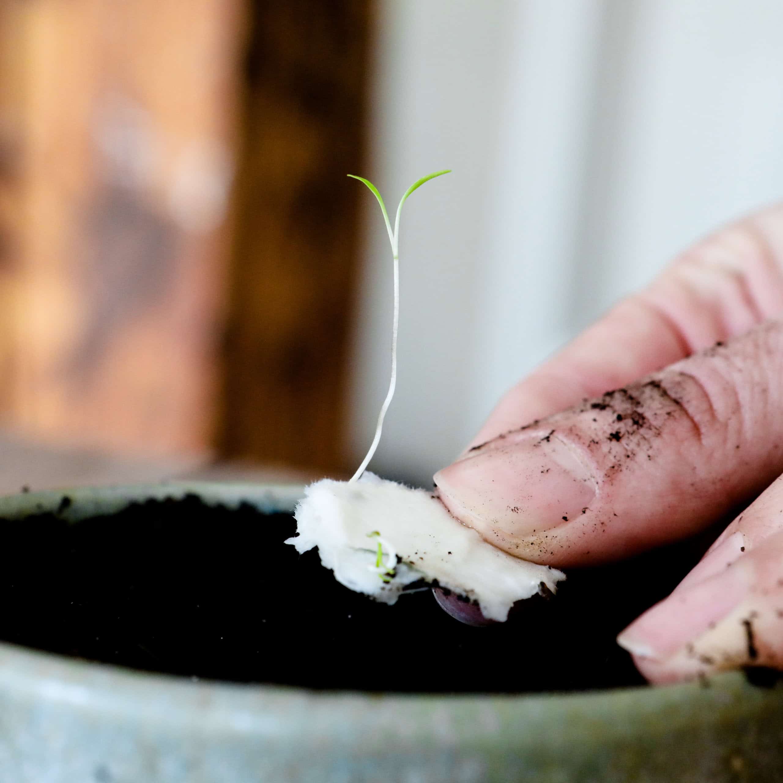 Keimlinge der Wilden Möhre sprießen aus unseren handgeschöpften Osterkarten für das Jahr 2025 - Süße Osterkollektion mit Frühlingsblumen, Osterhasen, Ostereiern und netten Sprüchen