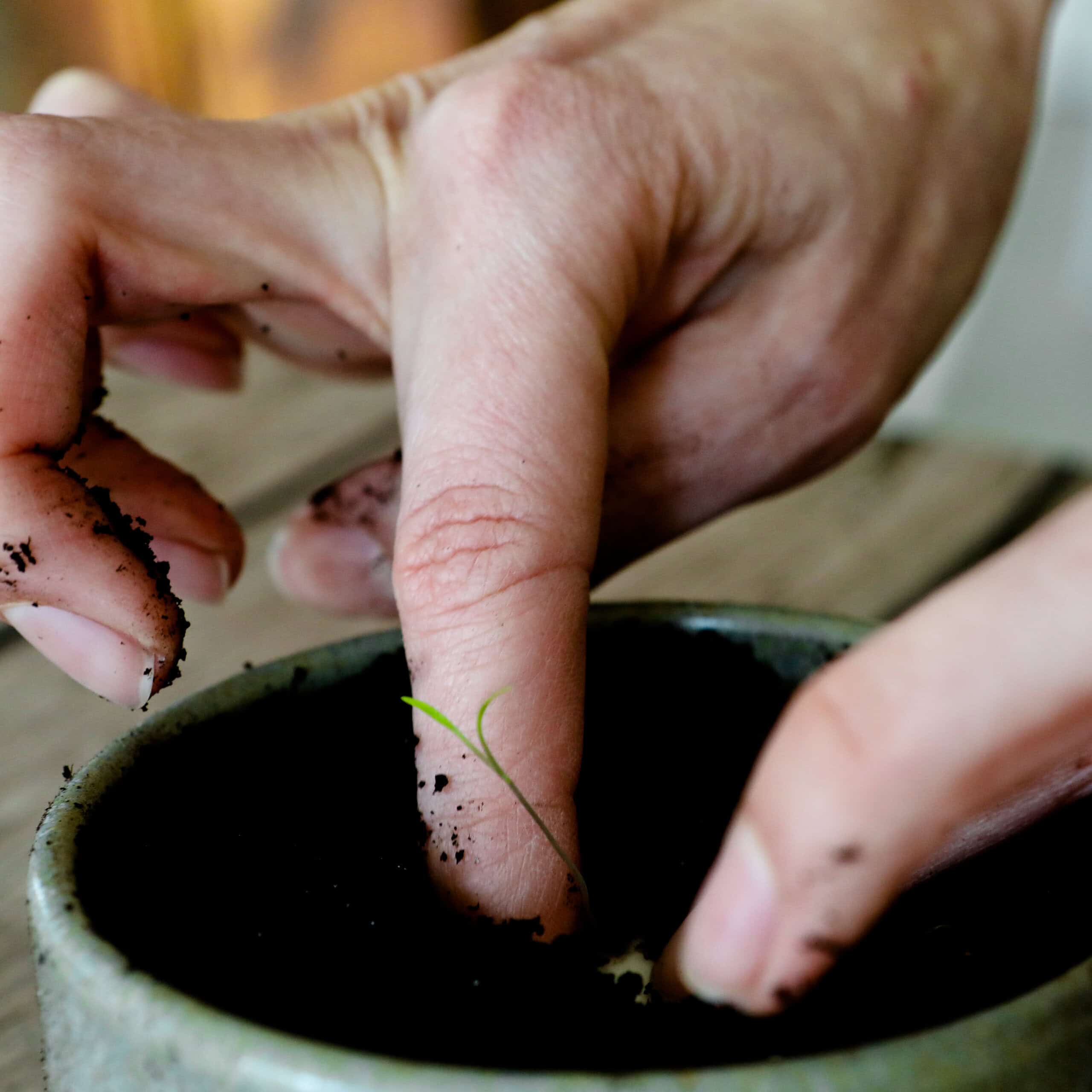 Keimlinge der Wilden Möhre sprießen aus unseren handgeschöpften Osterkarten für das Jahr 2025 - Süße Osterkollektion mit Frühlingsblumen, Osterhasen, Ostereiern und netten Sprüchen