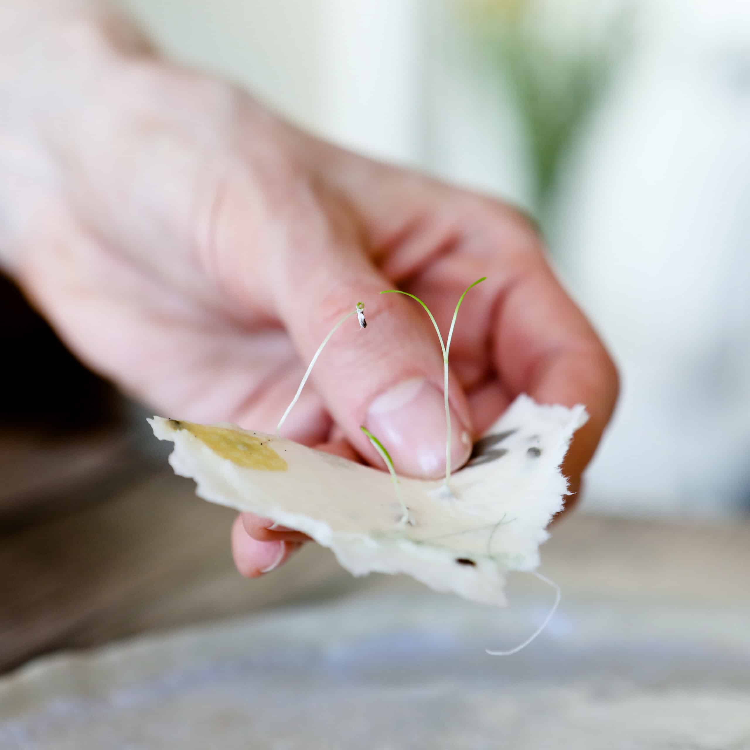 heylittlegreen-handgeschöpftes Saatpapier-Osterkarten-Samenkarten zu Ostern-Frühlingskarten-Ostergruß Samenpapier-Wachsende Karten (5) Keimlinge der Wilden Möhre sprießen aus unseren handgeschöpften Osterkarten für das Jahr 2025 - Süße Osterkollektion mit Frühlingsblumen, Osterhasen, Ostereiern und netten Sprüchen