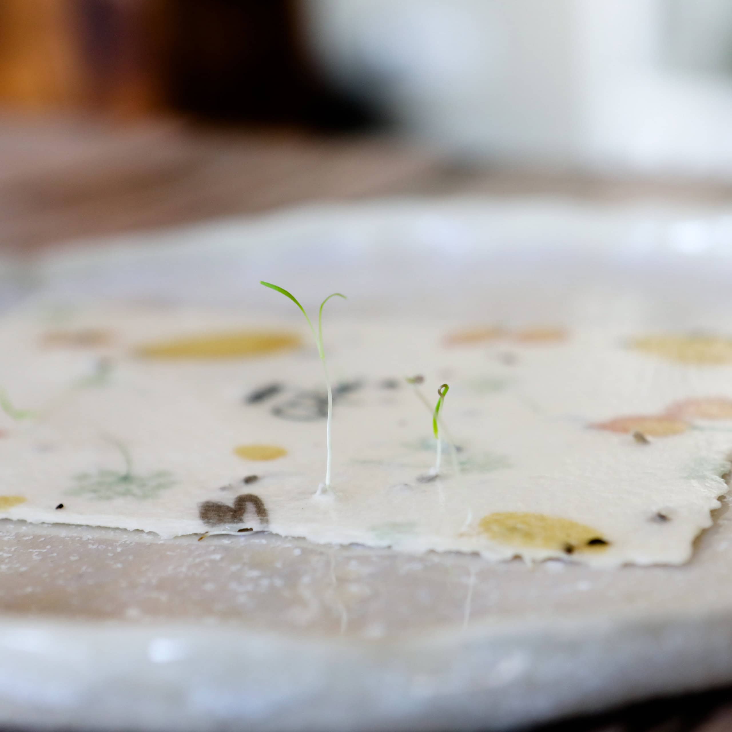 heylittlegreen-handgeschöpftes Saatpapier-Osterkarten-Samenkarten zu Ostern-Frühlingskarten-Ostergruß Samenpapier-Wachsende Karten (6) Keimlinge der Wilden Möhre sprießen aus unseren handgeschöpften Osterkarten für das Jahr 2025 - Süße Osterkollektion mit Frühlingsblumen, Osterhasen, Ostereiern und netten Sprüchen