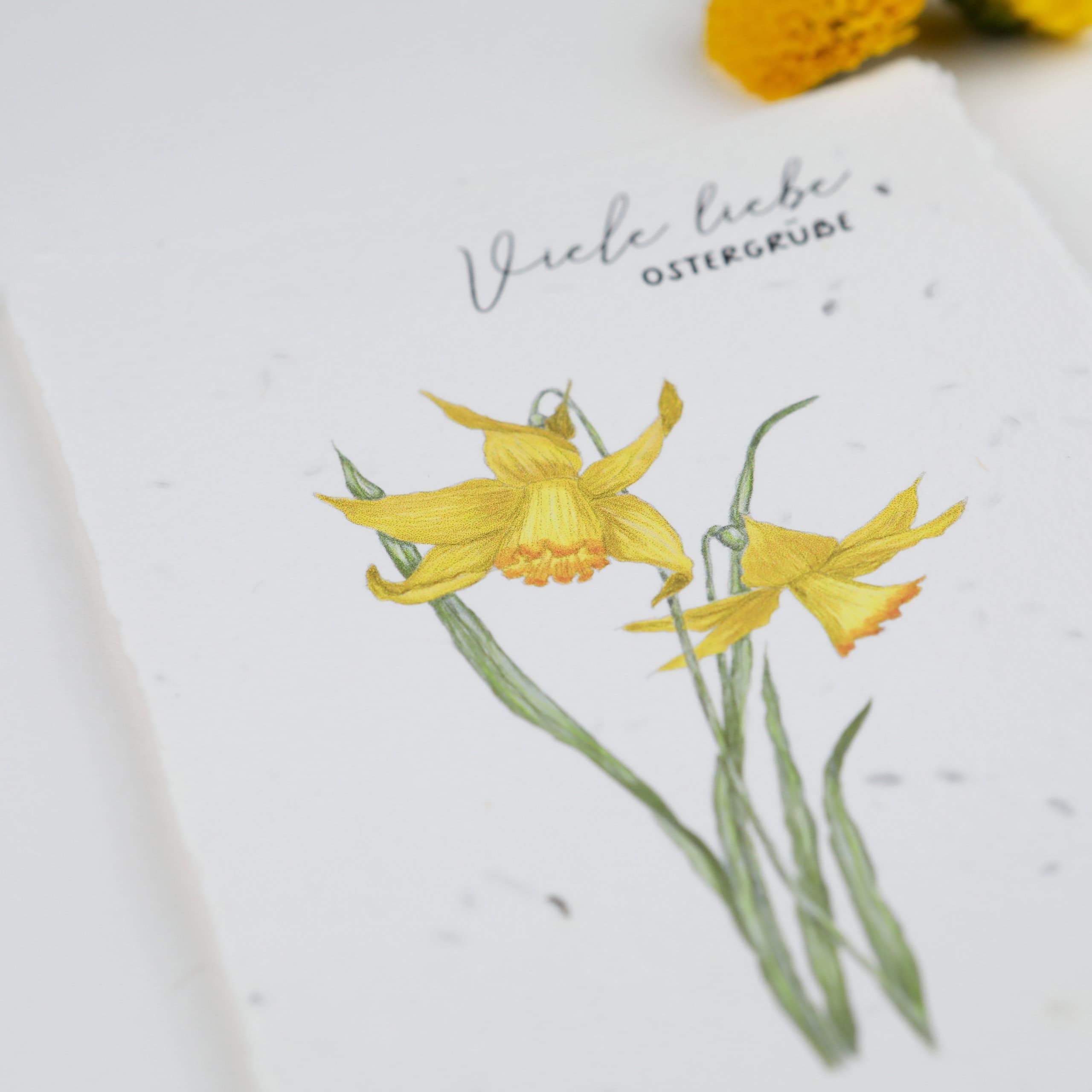 heylittlegreen-handgeschöpftes Saatpapier-Osterkarten-Samenkarten zu Ostern-wachsende Ostergrüße-Frohe Ostern-Osterkartensortiment-Osterglöckchen (2) Frühlingskarten und Osterkarten aus handgeschöpftem Saatpapier mit Blumensamen der Wilden Möhre für wachsende Ostergrüße, Kartenmotiv: Osterglöckchen/ Narzisse